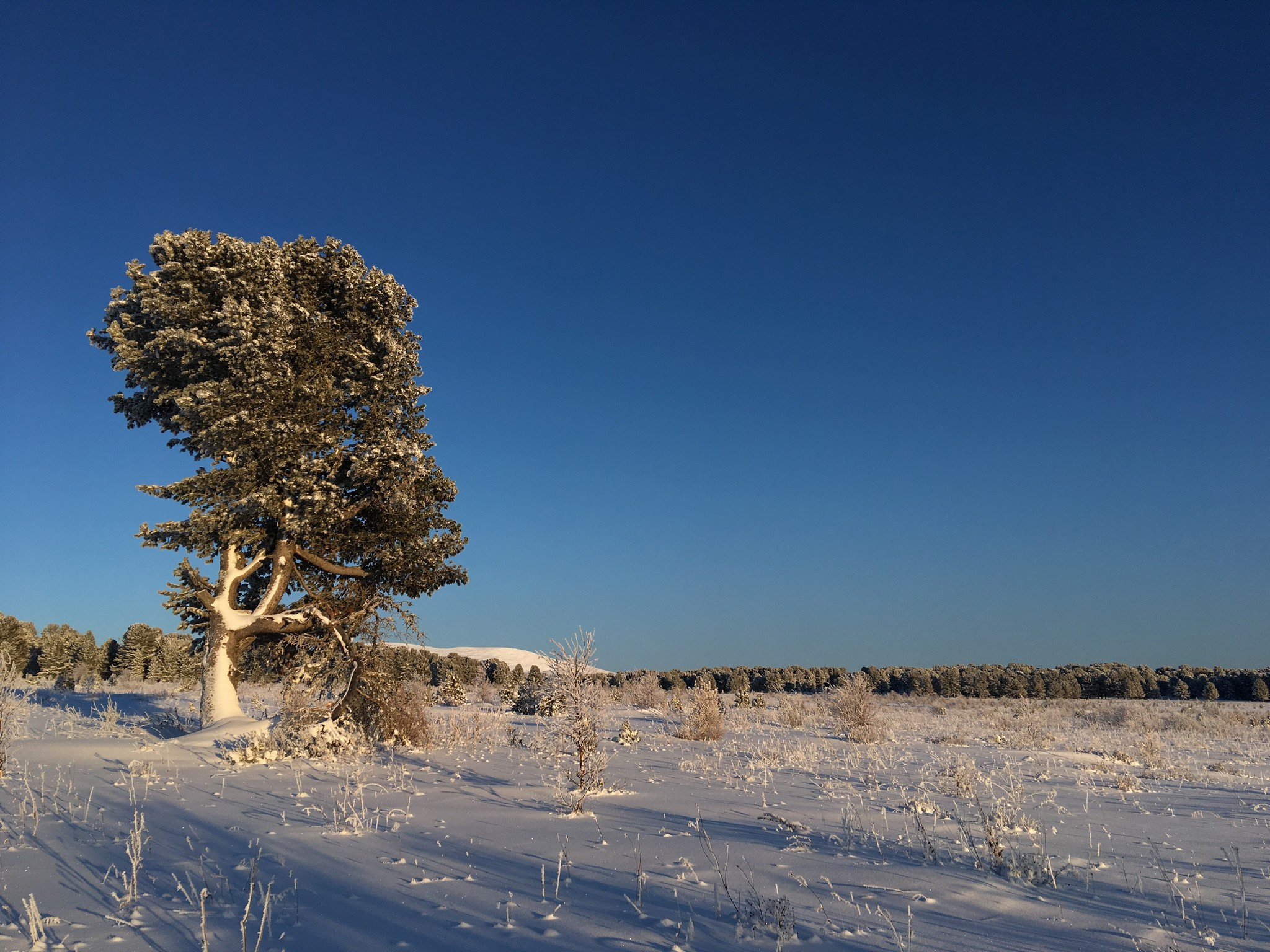 одинокий кедр на Семинском перевале