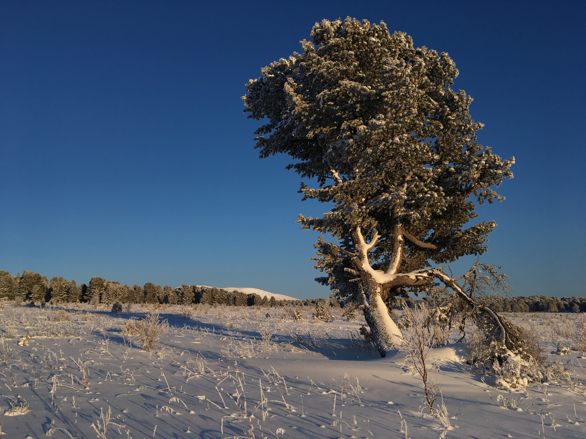одинокий кедр на Семинском перевале