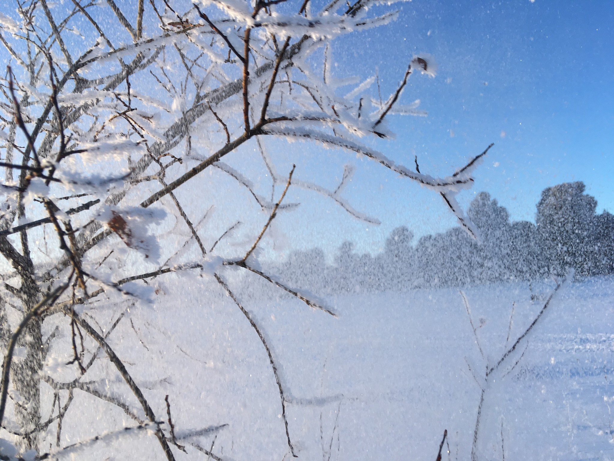 Заиндевевшие ветки на Семинском перевале 