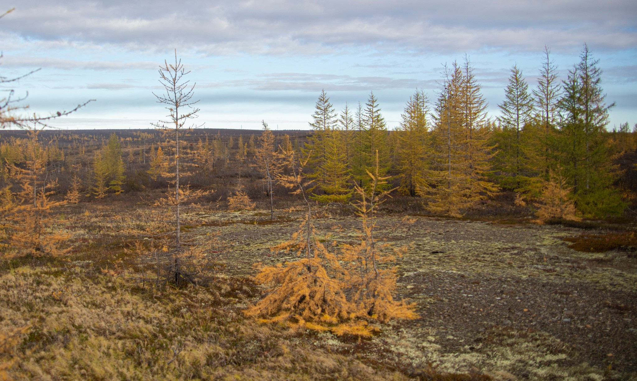 тундра в районе р. Сухой лог. Таймырский Долгано-Ненецкий район