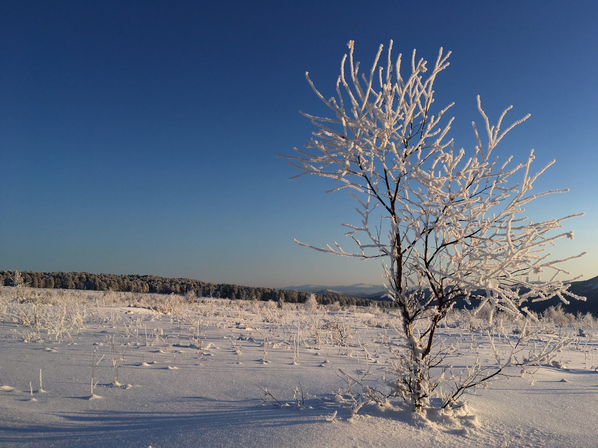 Заиндевевшее дерево на Семинском перевале 