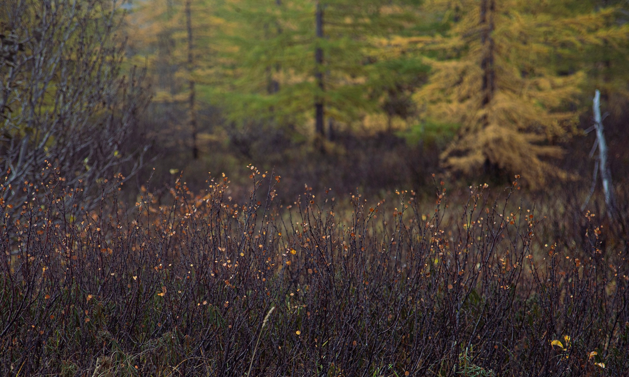 тундра в районе р. Сухой лог. Таймырский Долгано-Ненецкий район