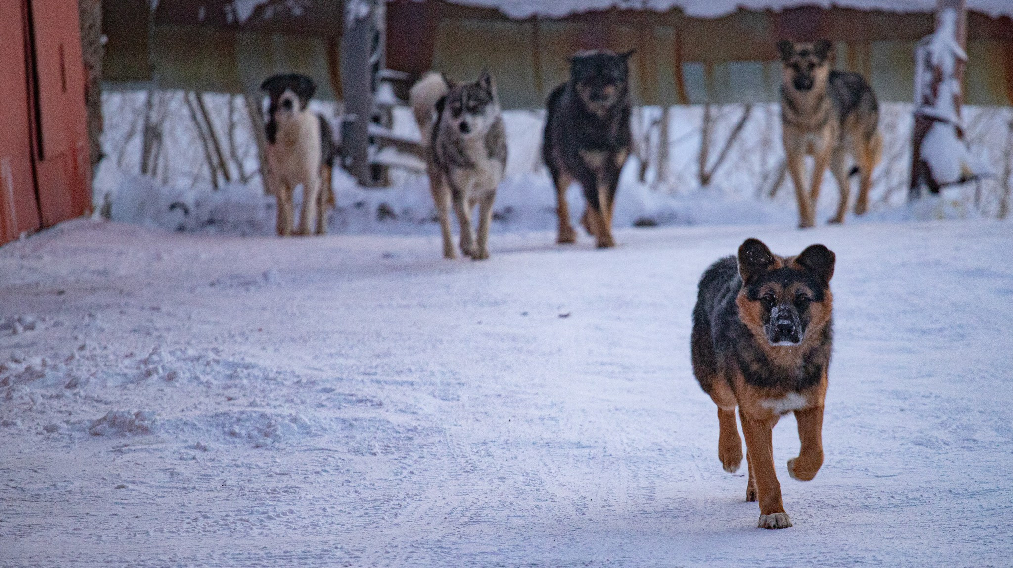 Дудинка -45 С. Фотограф Эдуард Алмадаков