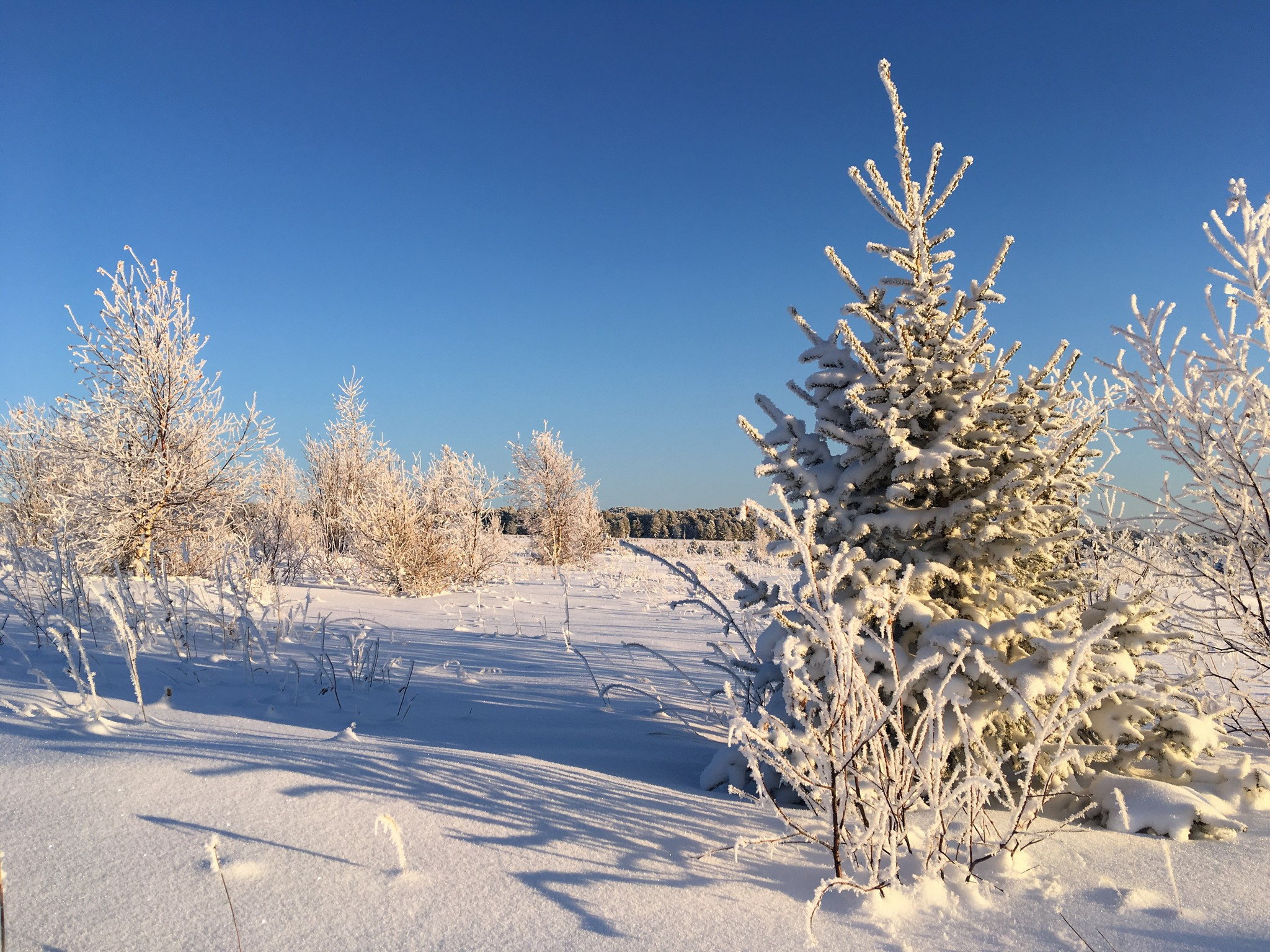 Заиндевевшие кусты на Семинском перевале 