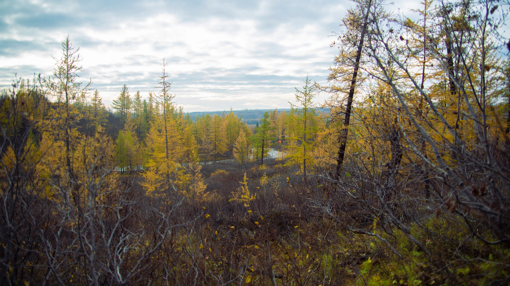 тундра в районе р. Сухой лог. Таймырский Долгано-Ненецкий район