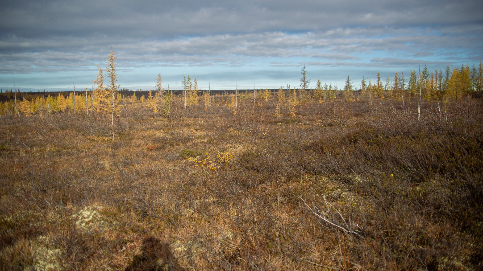 тундра в районе р. Сухой лог. Таймырский Долгано-Ненецкий район