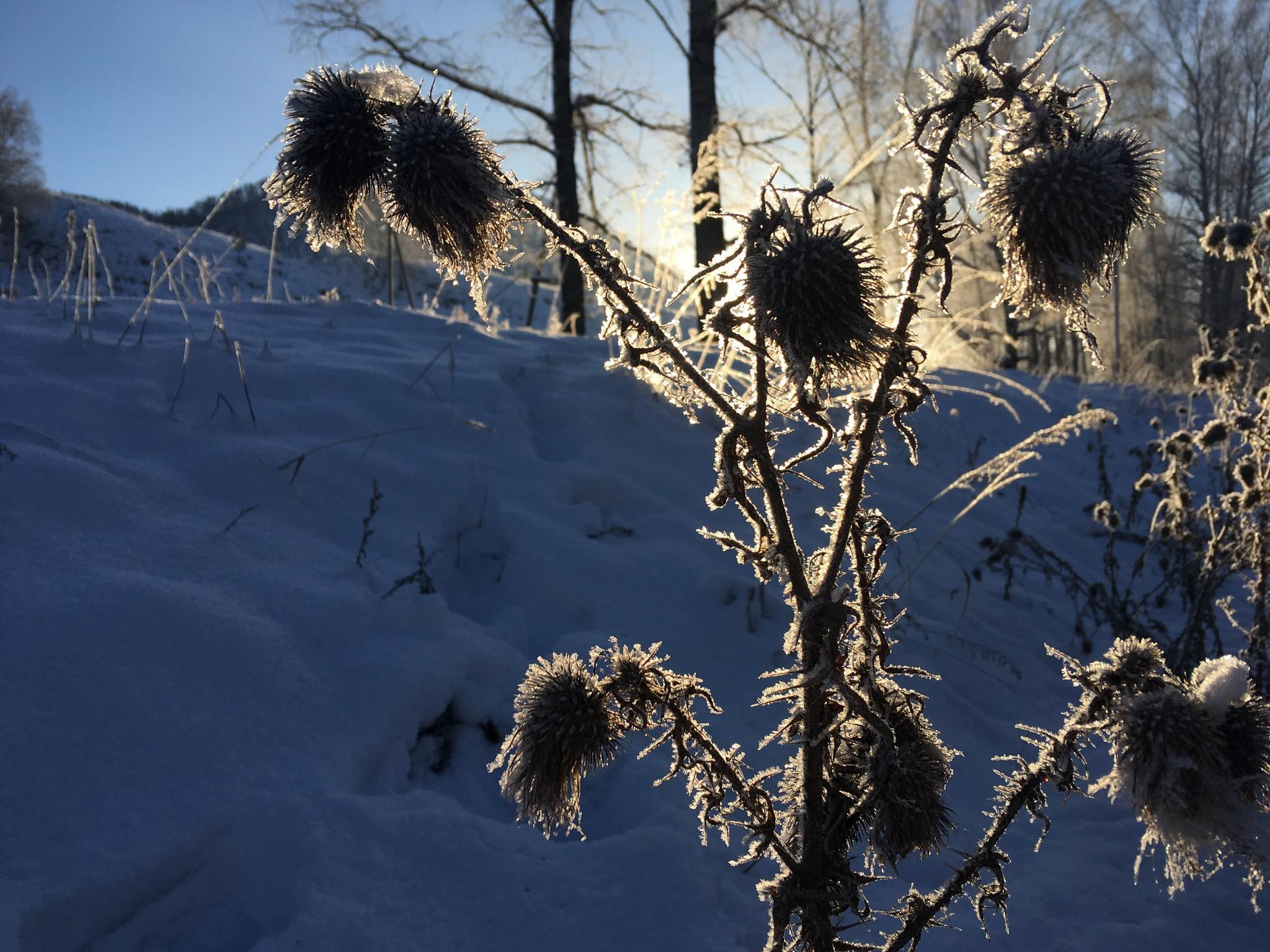 Восход солнца зимой в Чемале