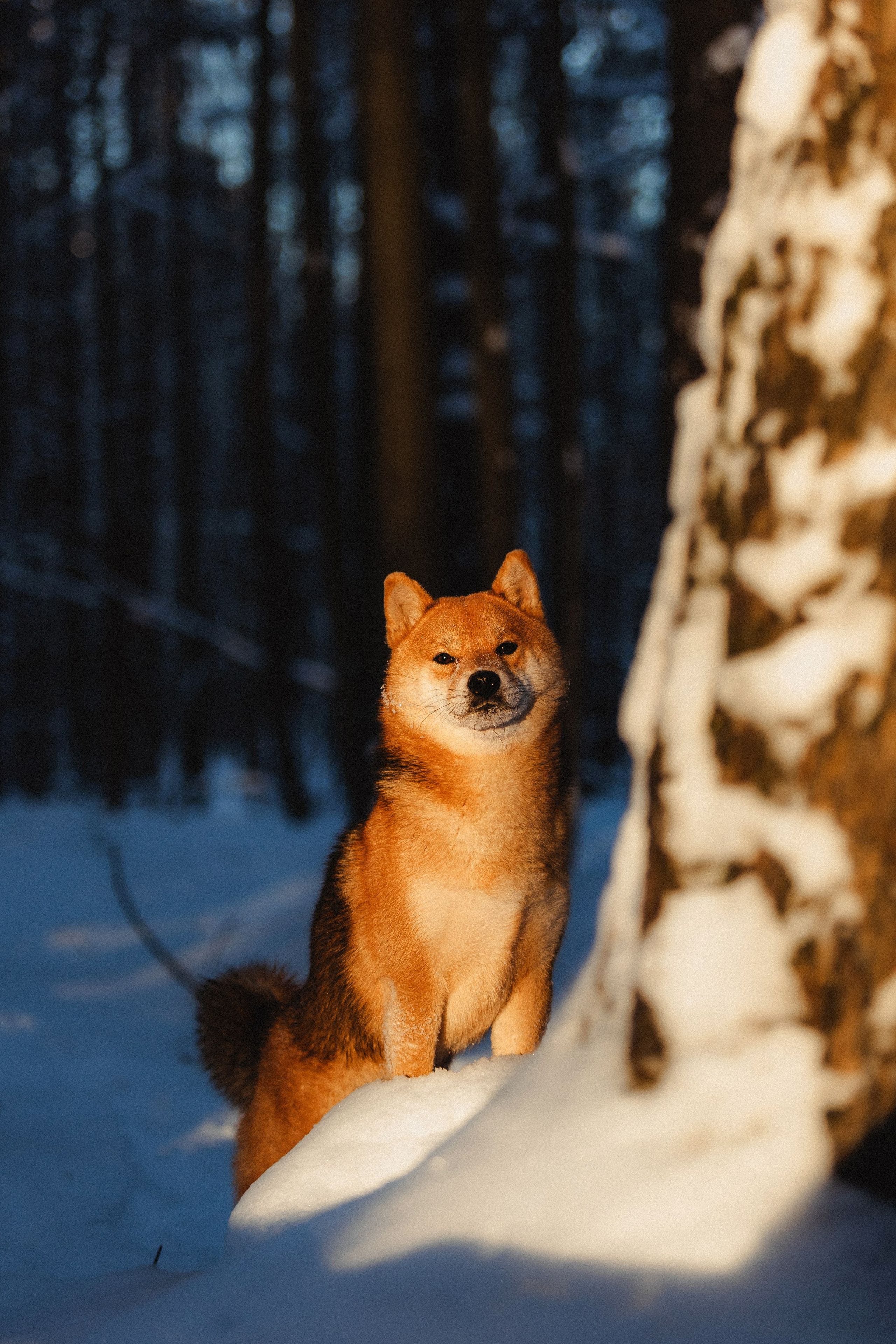 Шед, Цири и Ира