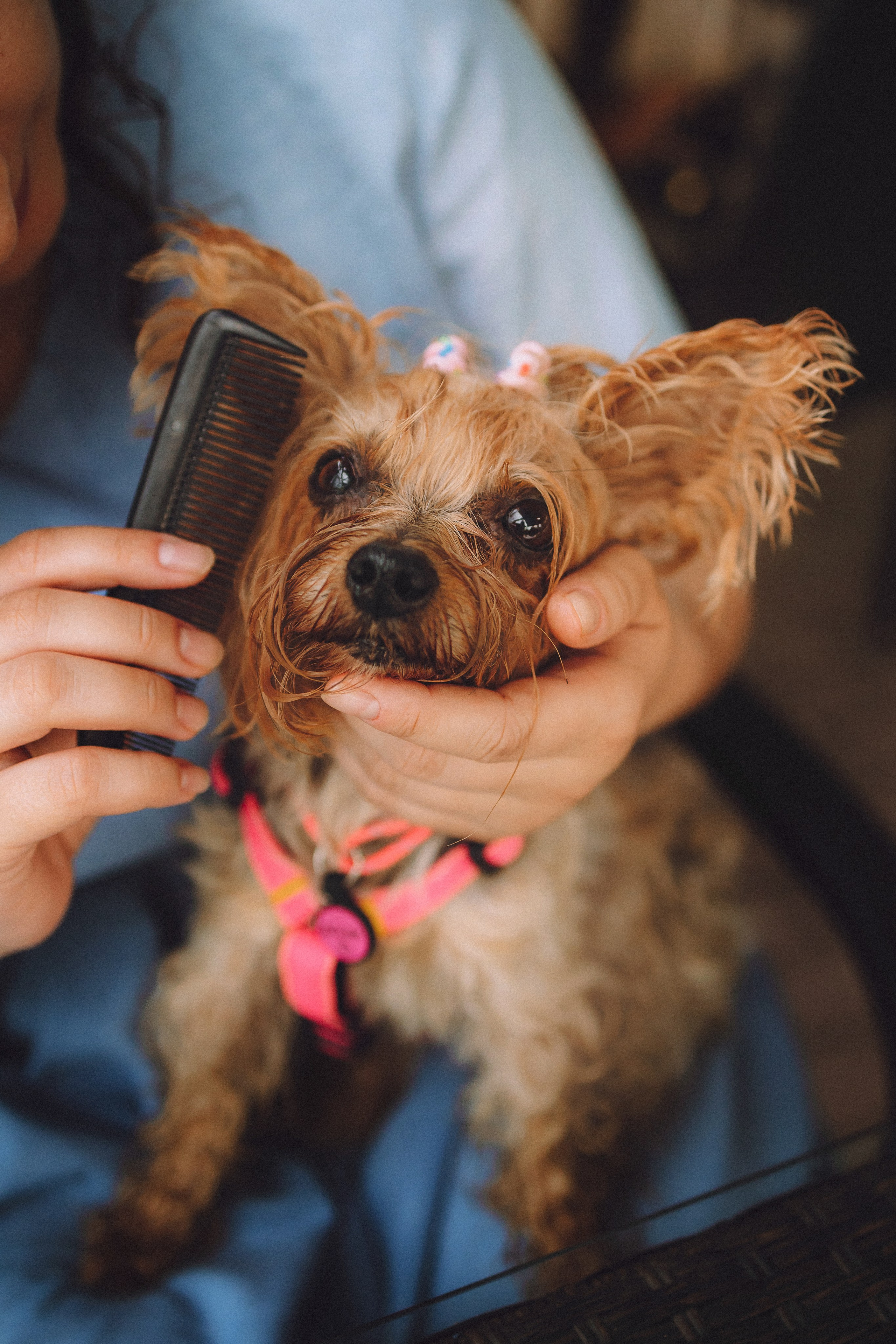 Даша и Дэзи