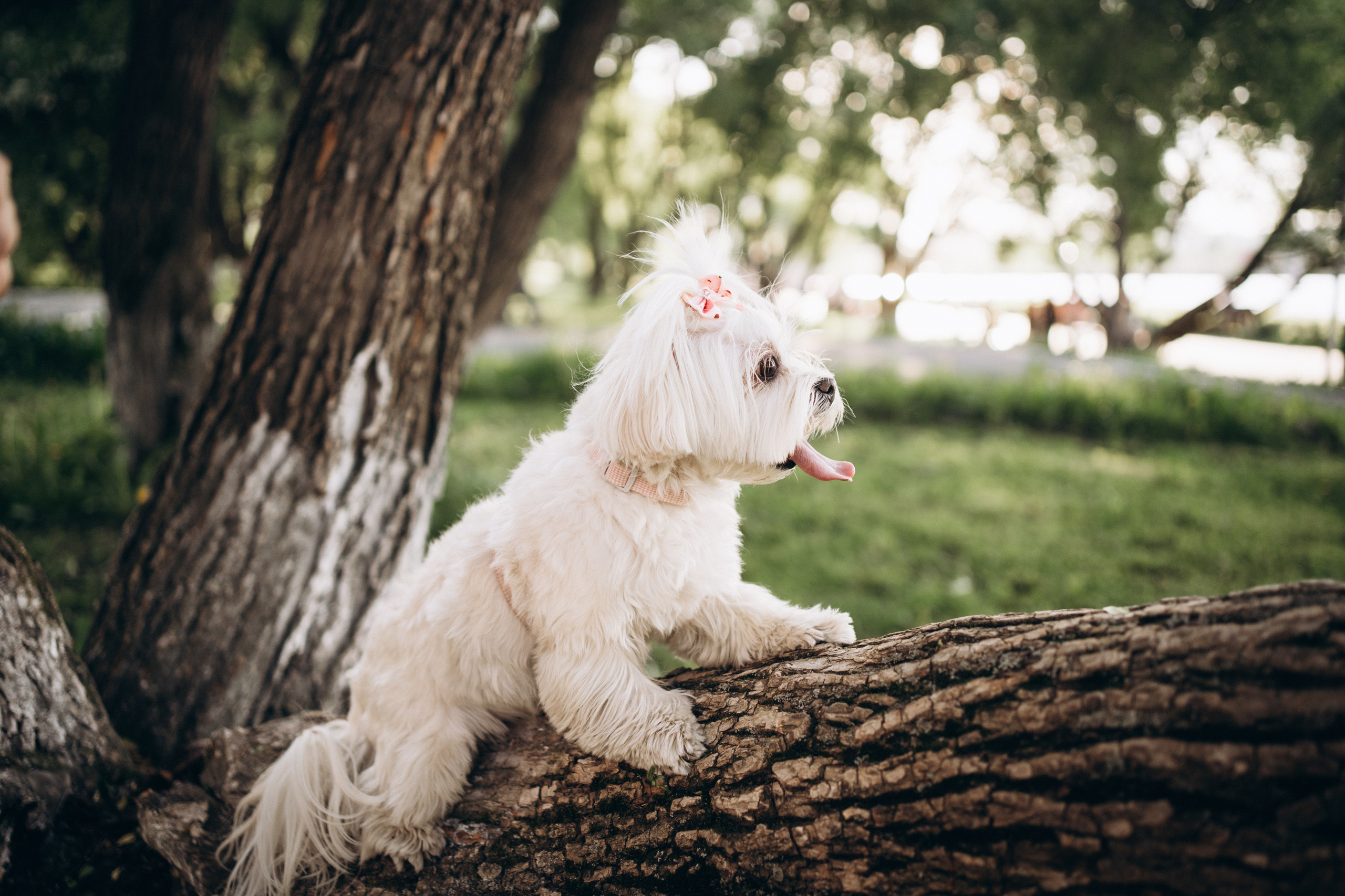 Лиза. Фотограф-анималист Анастасия Большакова
