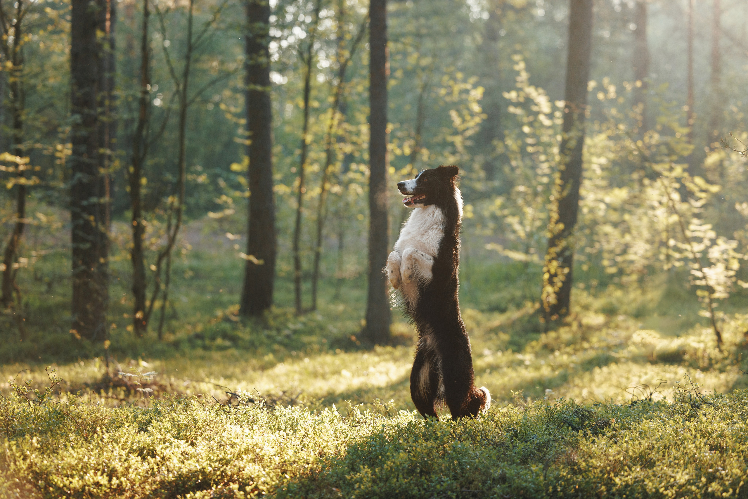 Токи, Янки, Лось, Мако и Рин. Фотограф анималист Осипчикова Мария