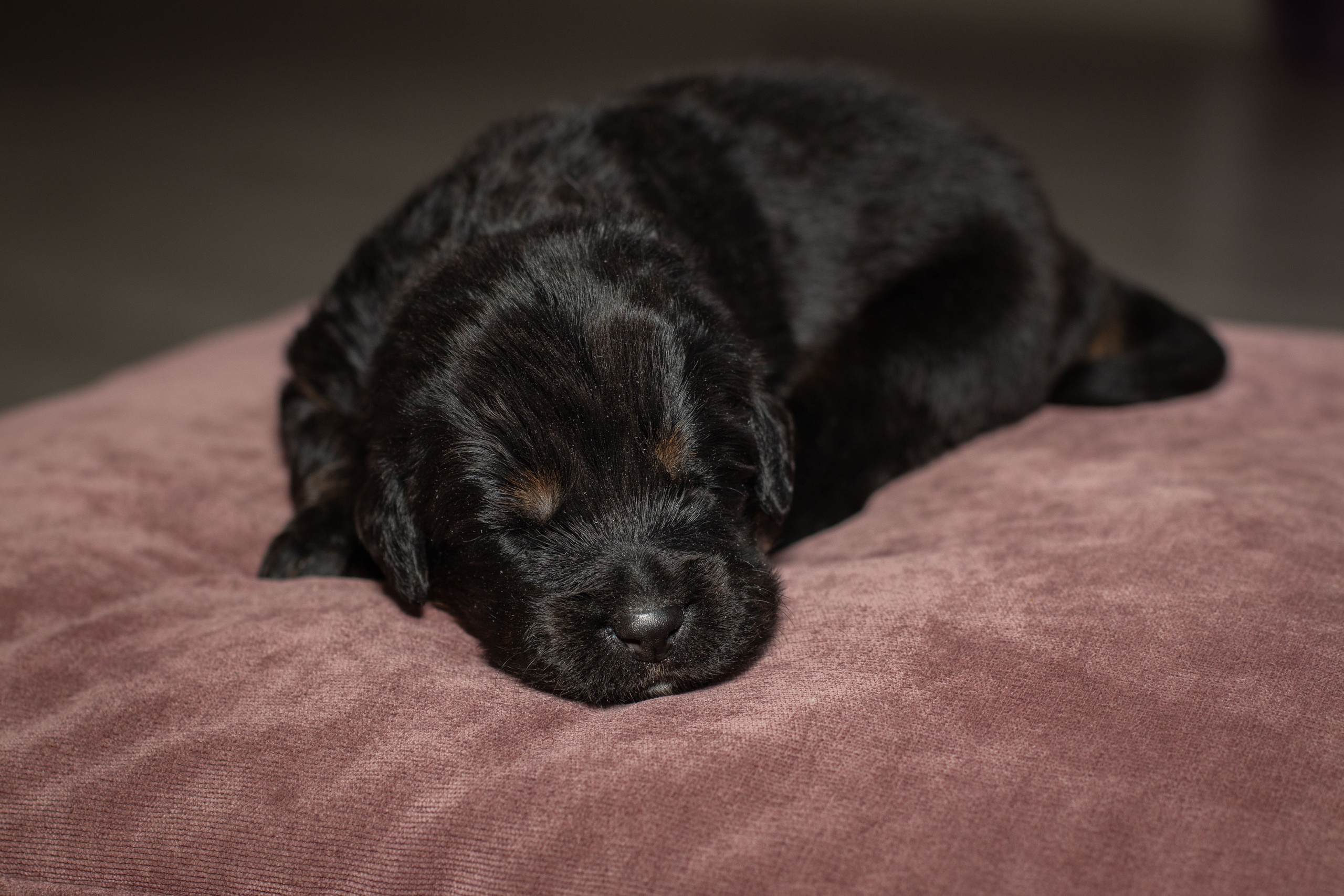 Тибетский мастиф. Юлия Микульская. Рыбинск