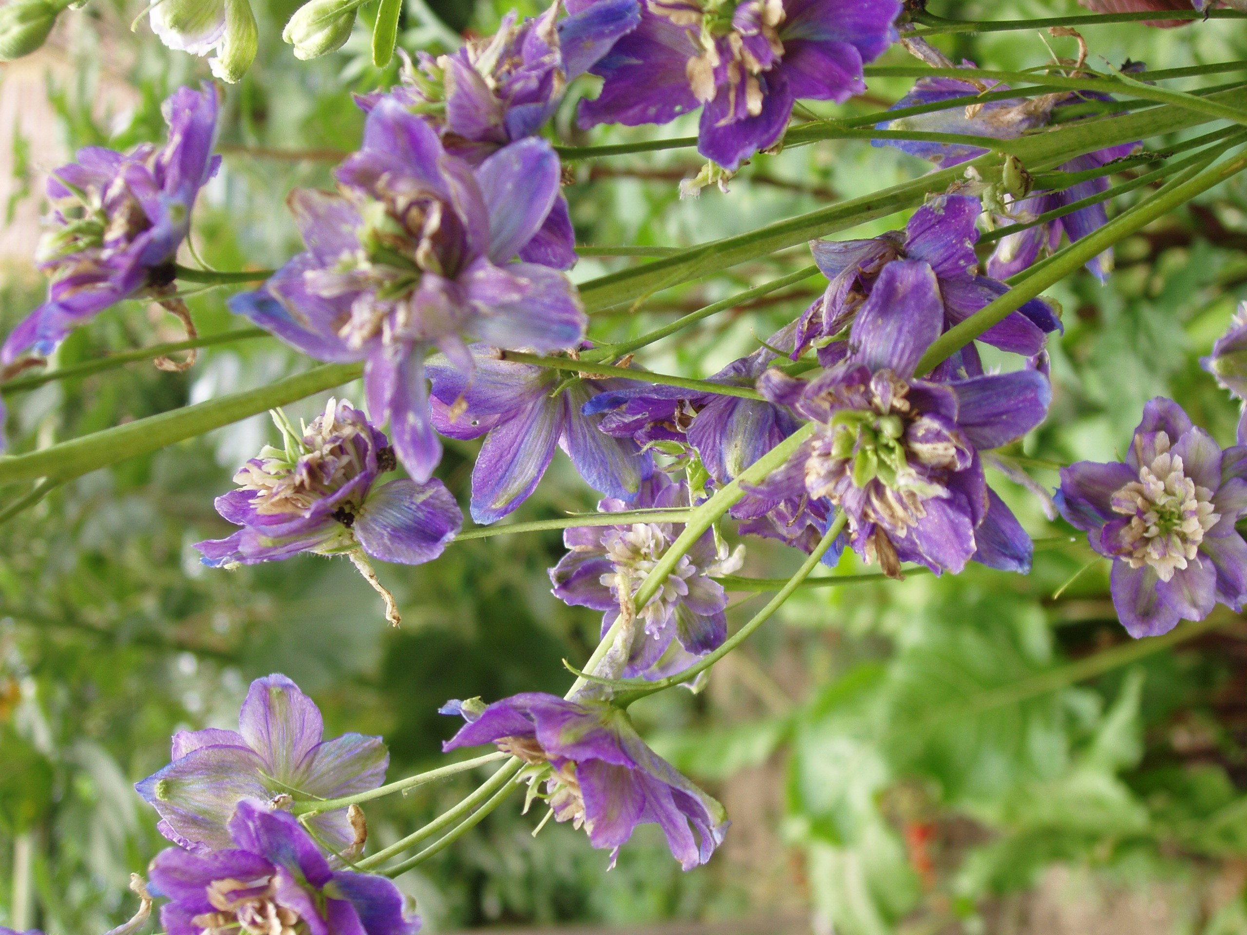 Отпуск 20.07-17.08. Семейный, Свадебный фотограф СПБ Питер— Романова Екатерина