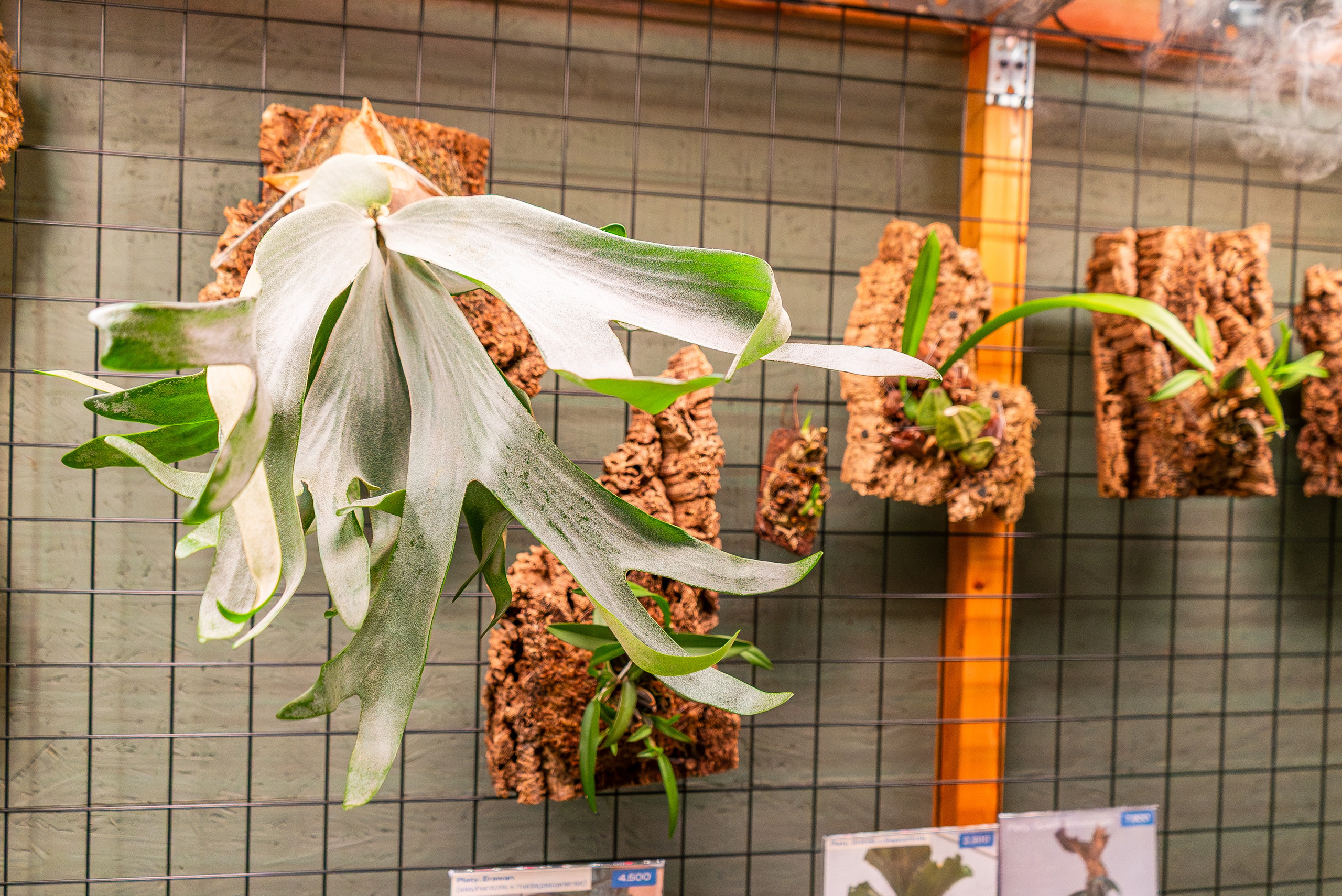 Make more plants. Александра Куликова фотограф, Москва