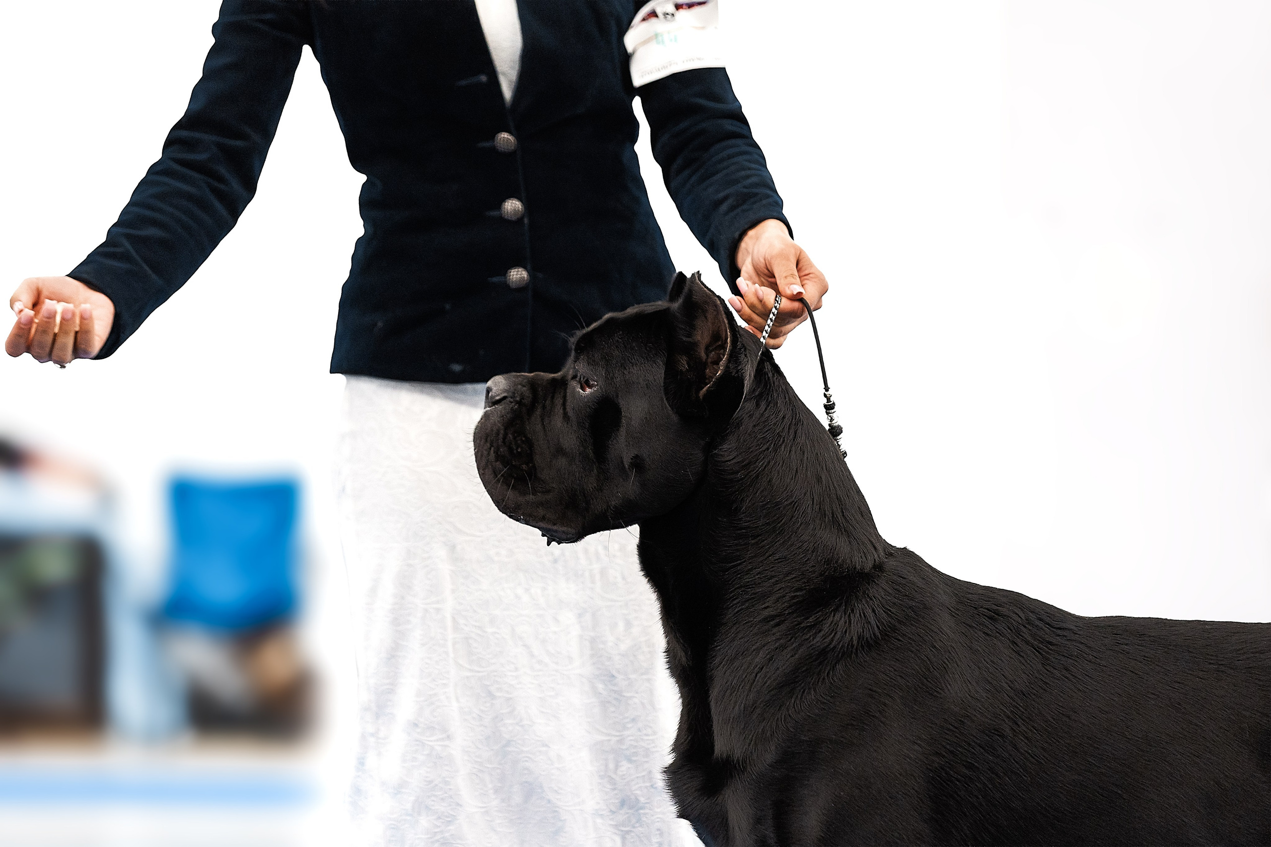 Фоторепортаж с выставки собак. Фотограф Анималист Наталья Корс Екатеринбург