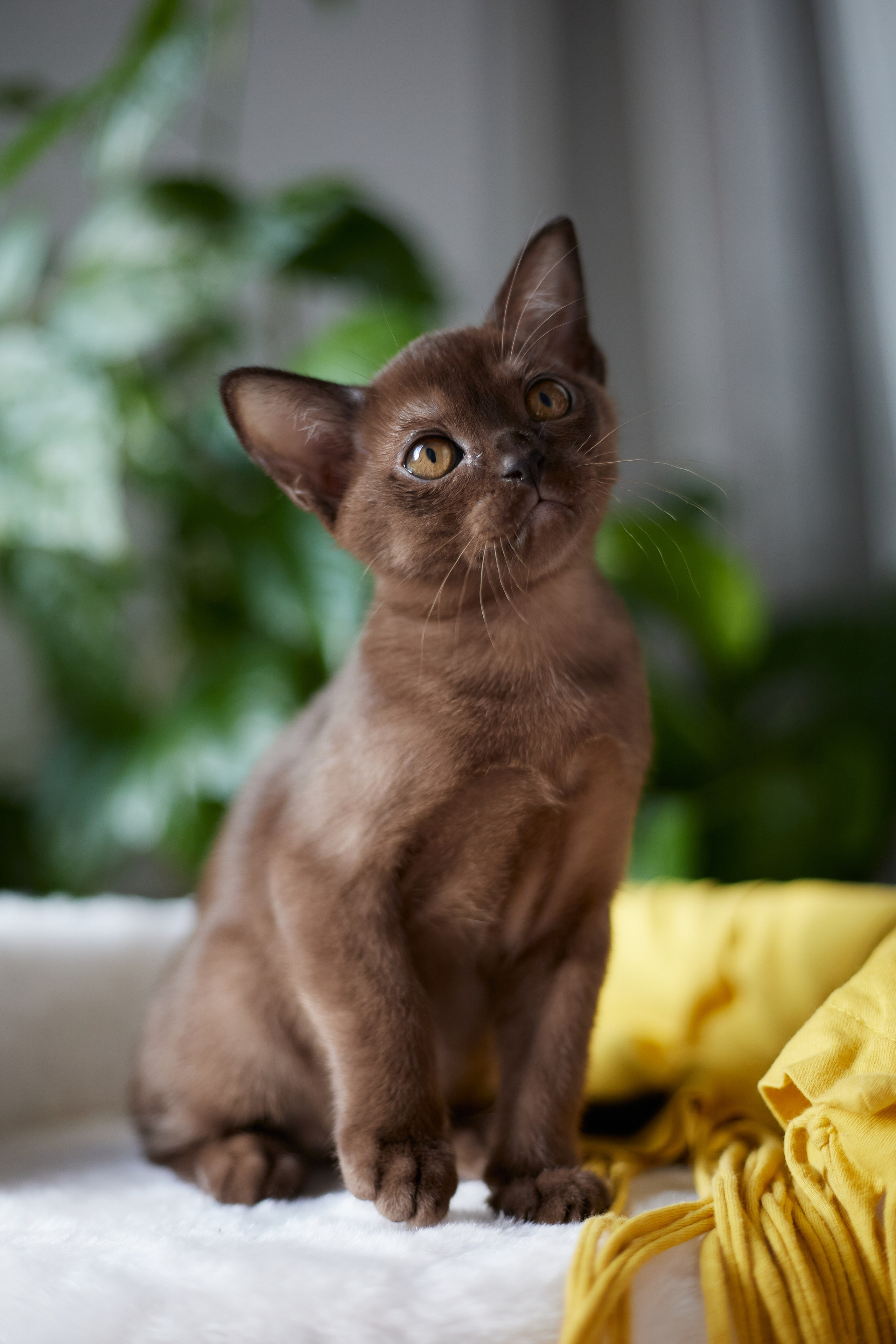 Julia (в питомнике). Питомник «Bouncy Life»