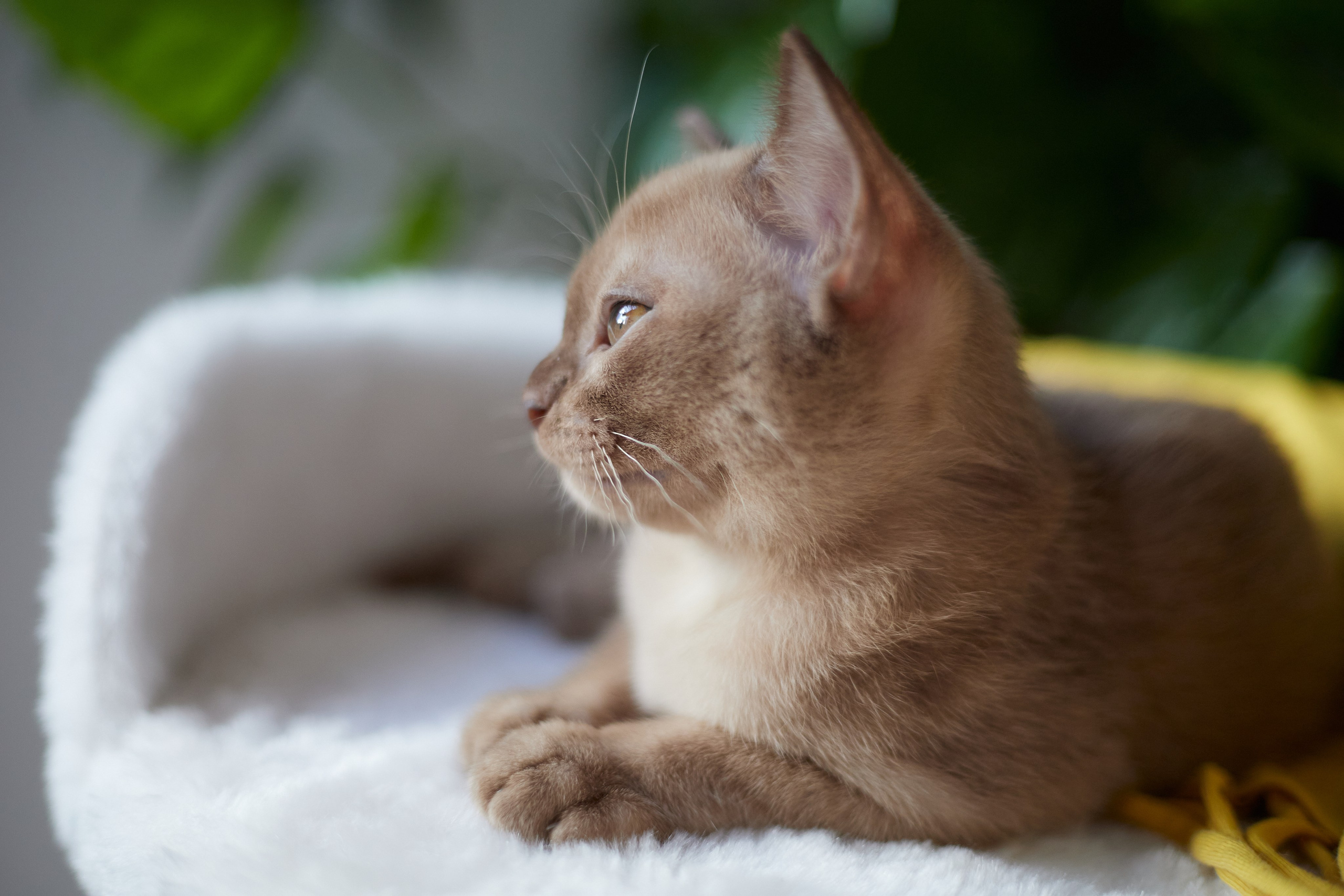 Jordan-Teo (Саратов). Питомник «Bouncy Life»