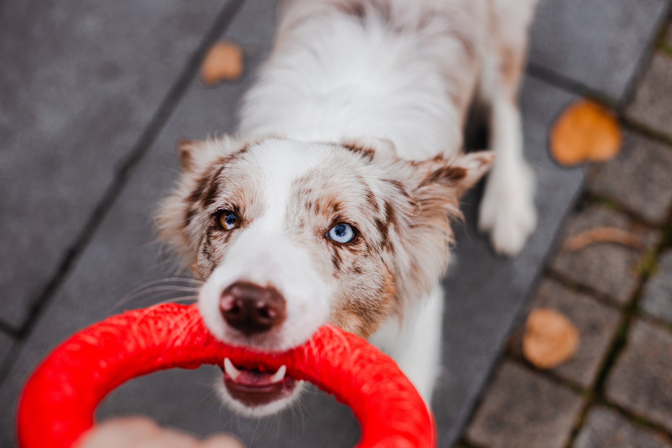 Мария и Утопия. Фотограф-анималист Мария Баркевич | Москва