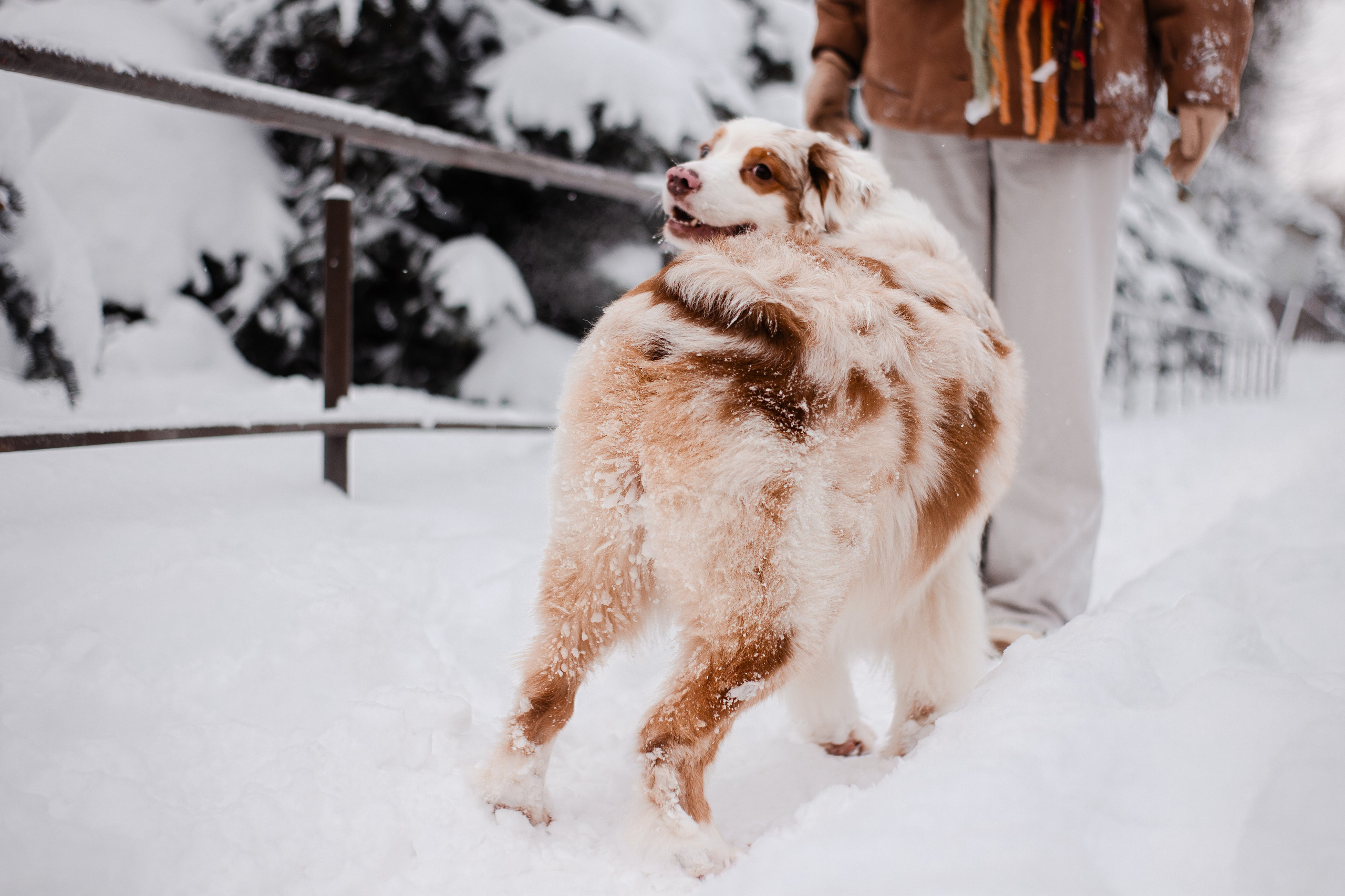 Юля и Ума. Фотограф-анималист Мария Баркевич | Москва