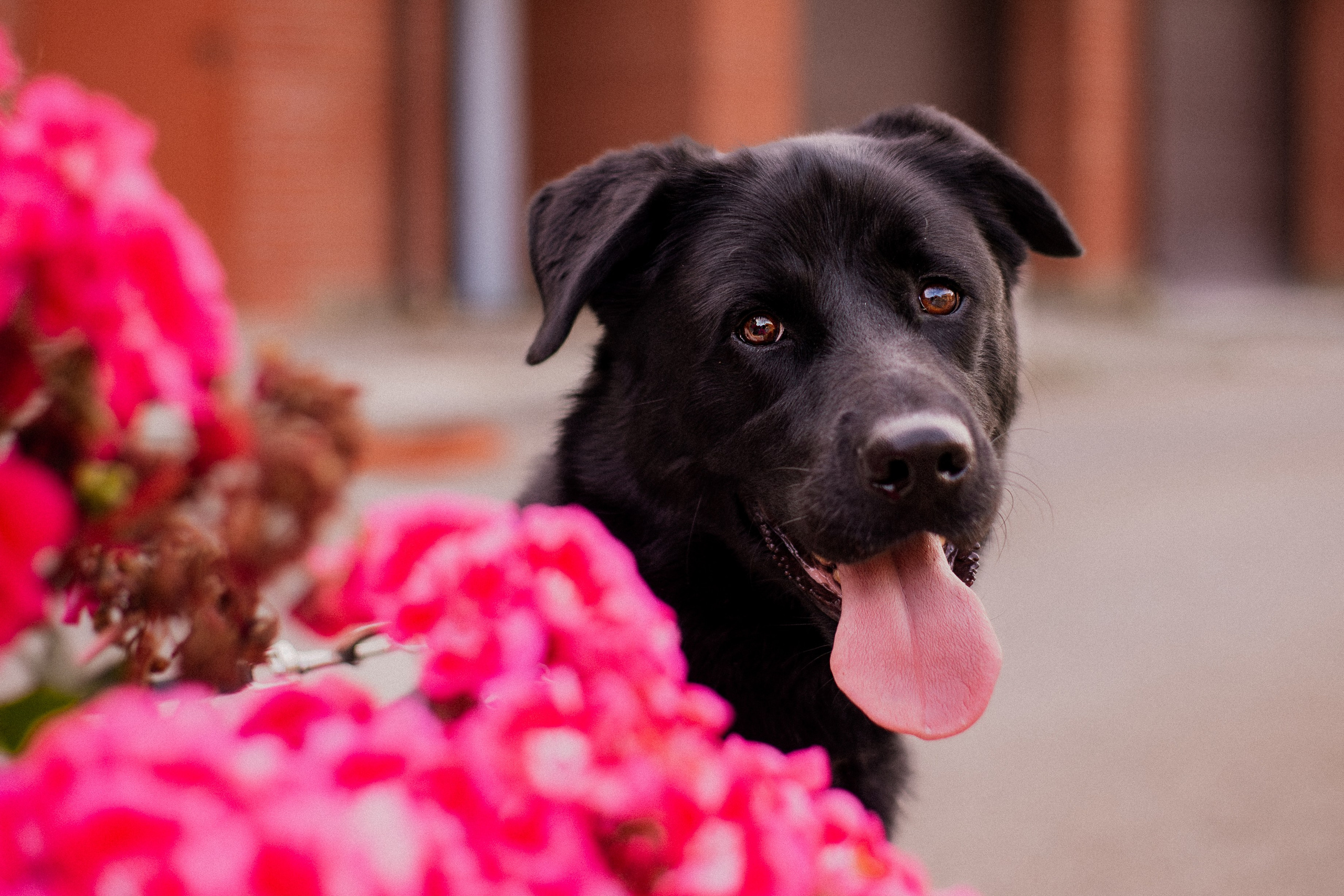 Анна и Лаки. Фотограф-анималист Мария Баркевич | Москва
