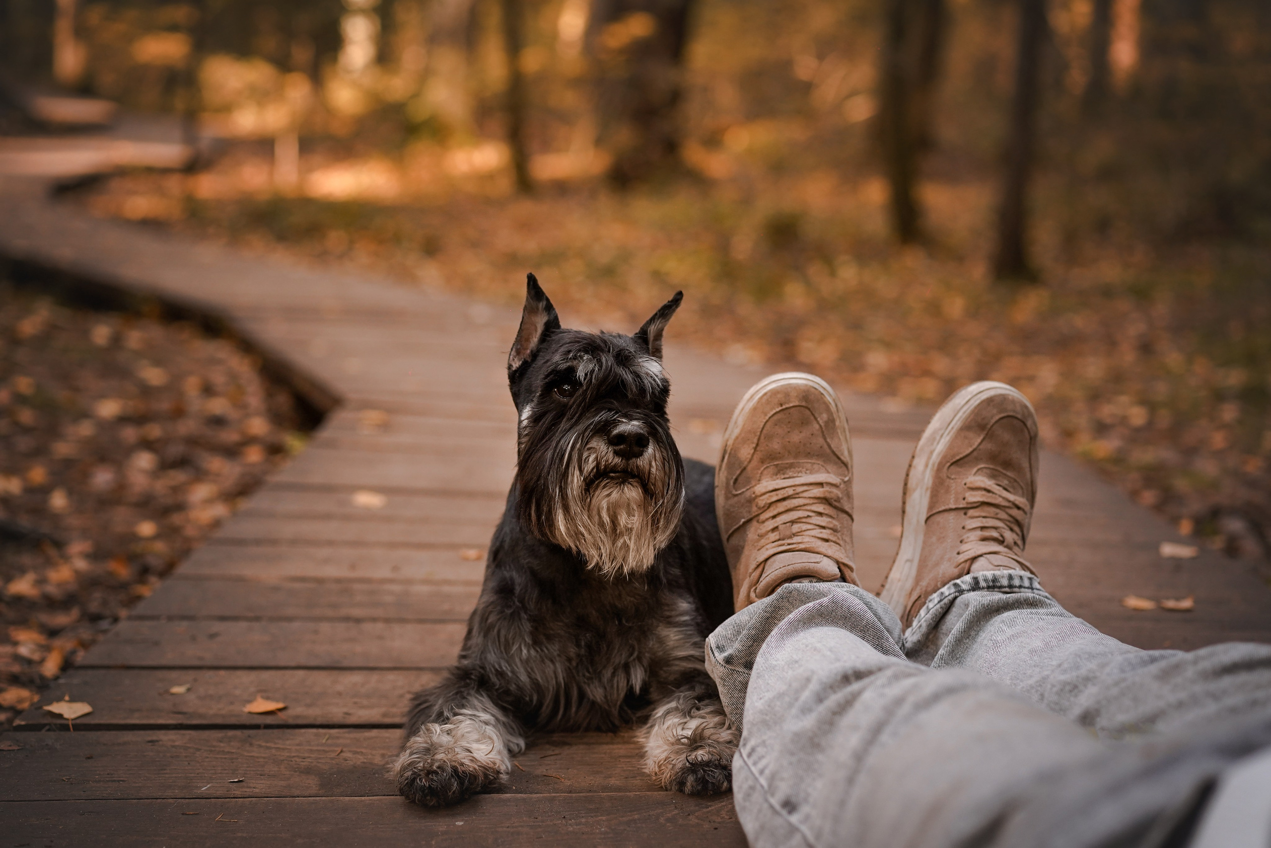 Оля Миша и шнауцеры. Фотограф-анималист в Санкт-Петербурге Яна Мартынова