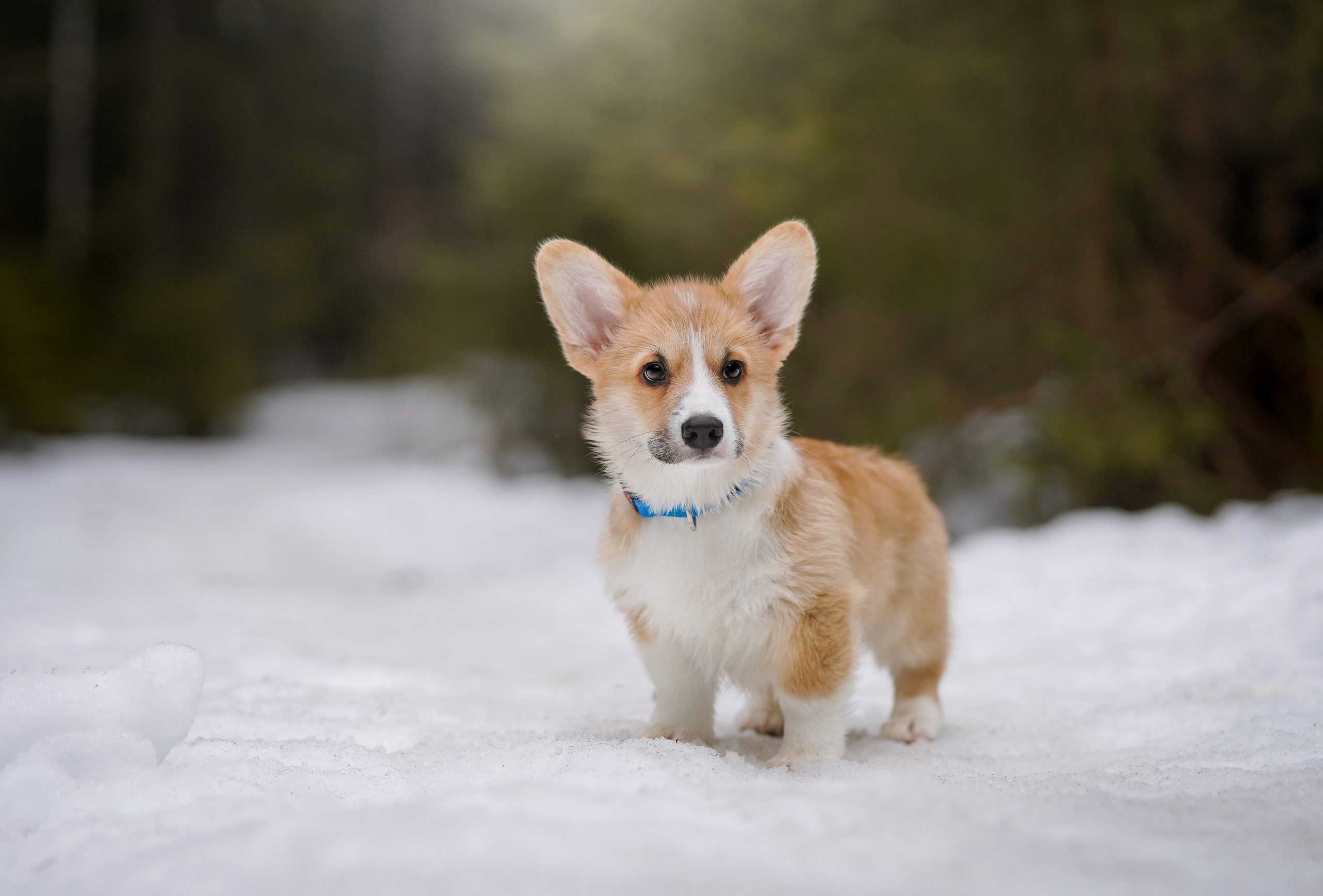 Щенки корги. Фотограф-анималист в Санкт-Петербурге Яна Мартынова