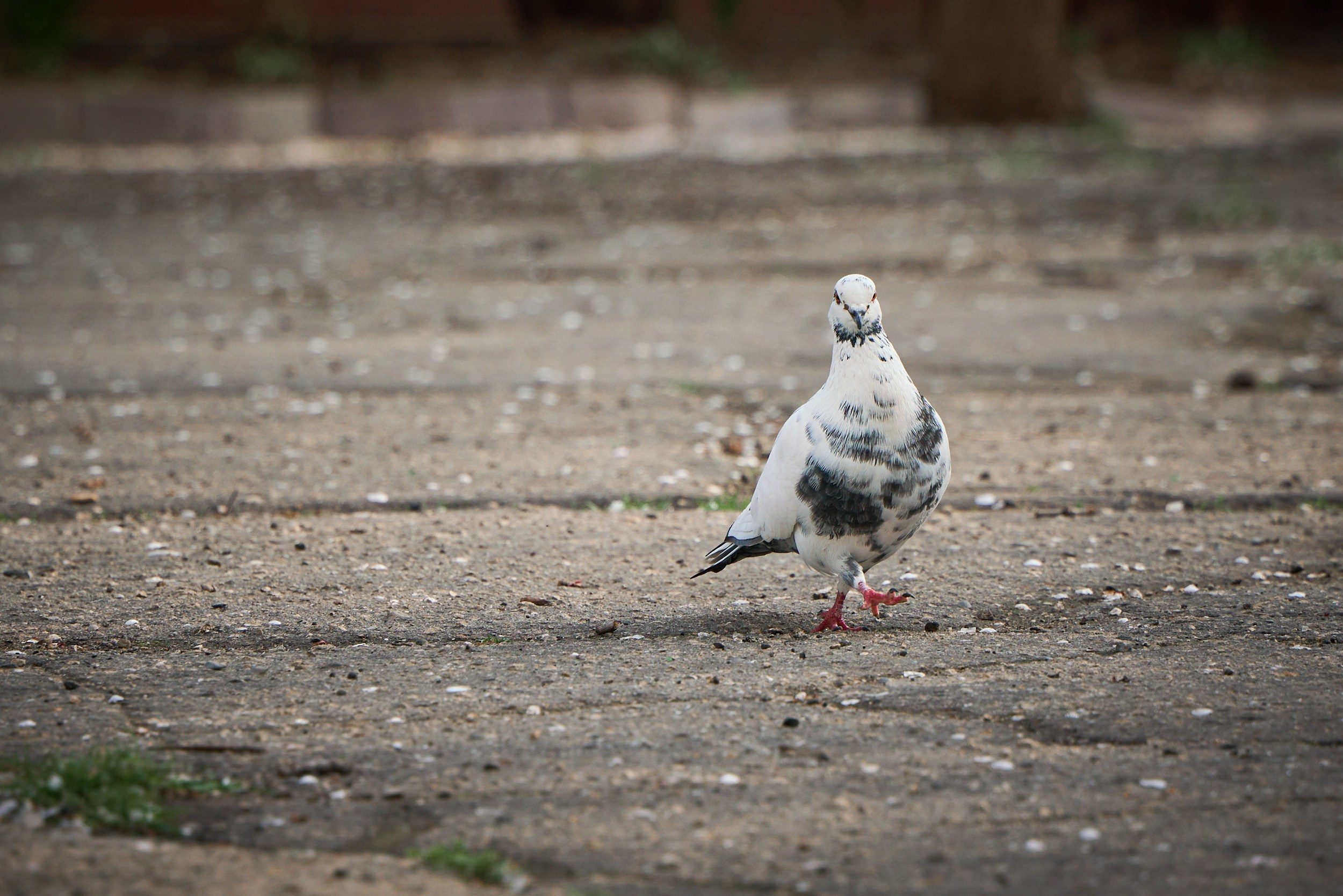 Фотографии улиц и пляжей Анапы. Профессиональный фотограф в Анапе Артем Ковальский