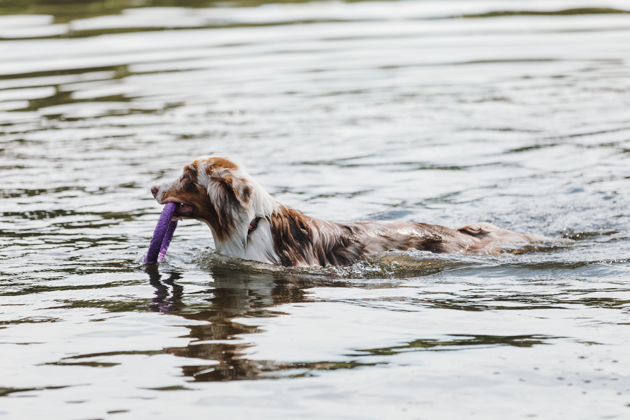 Petshop Sup day. Фотограф анималист Кристина Карпова, Москва