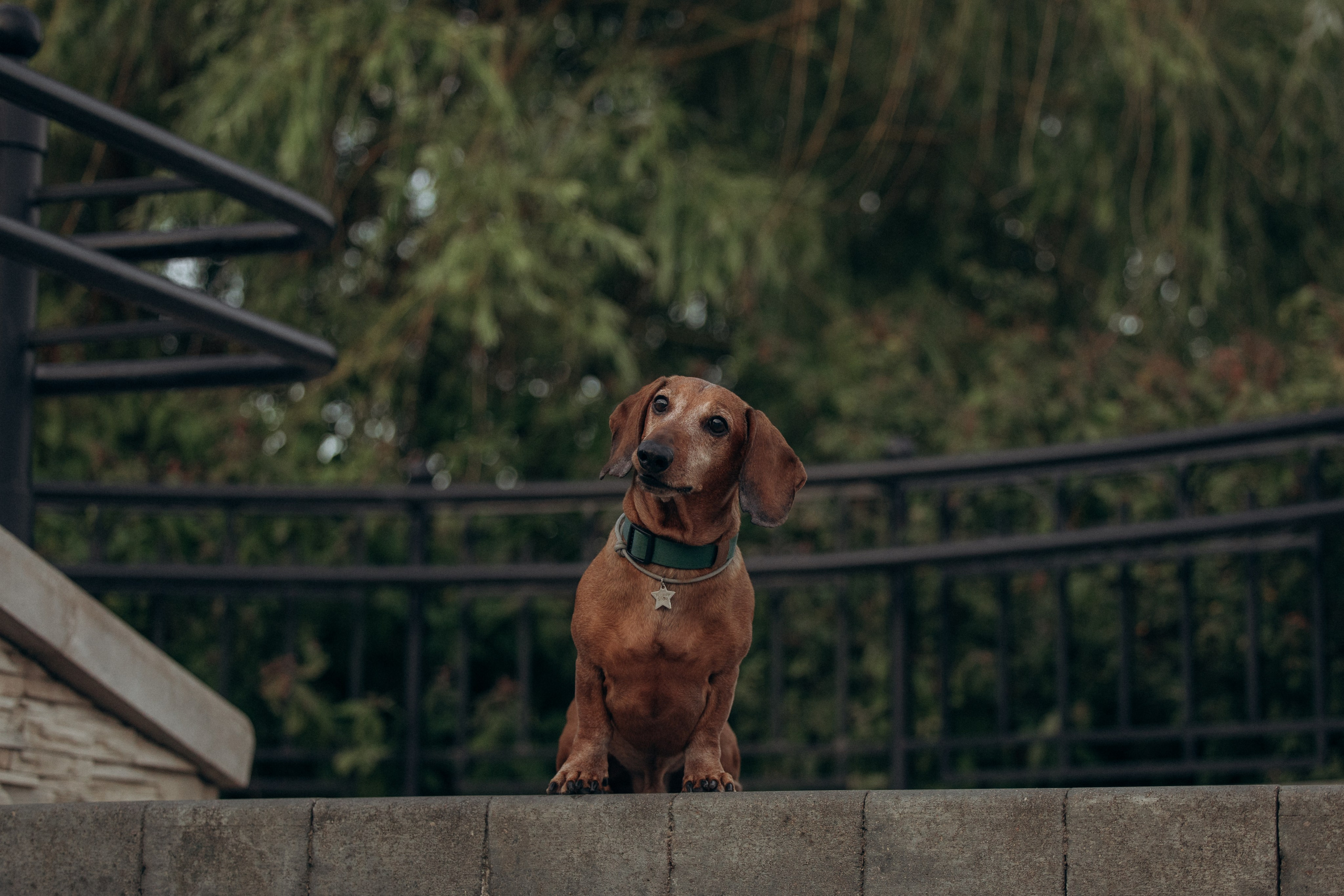 Минск. Алина и Сэм. Фотограф анималист в Казани Алина Сулейманова. Фотограф животных
