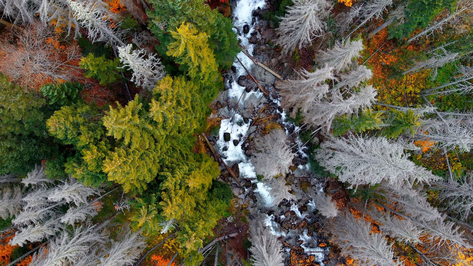 Свадебный фотограф в Геленджике