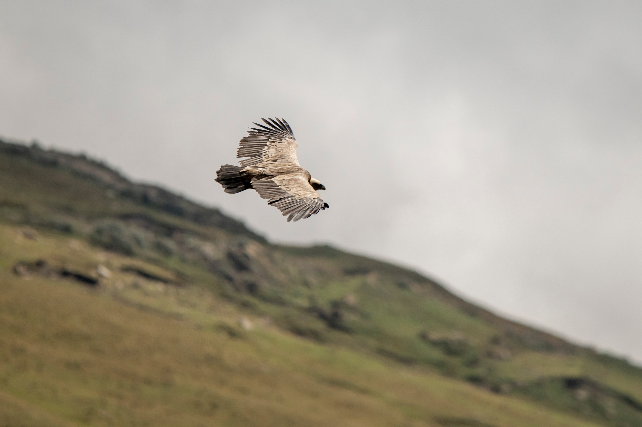 Природа Дагестана, сентябрь 2024. Foto-Zuev фотография как искусство