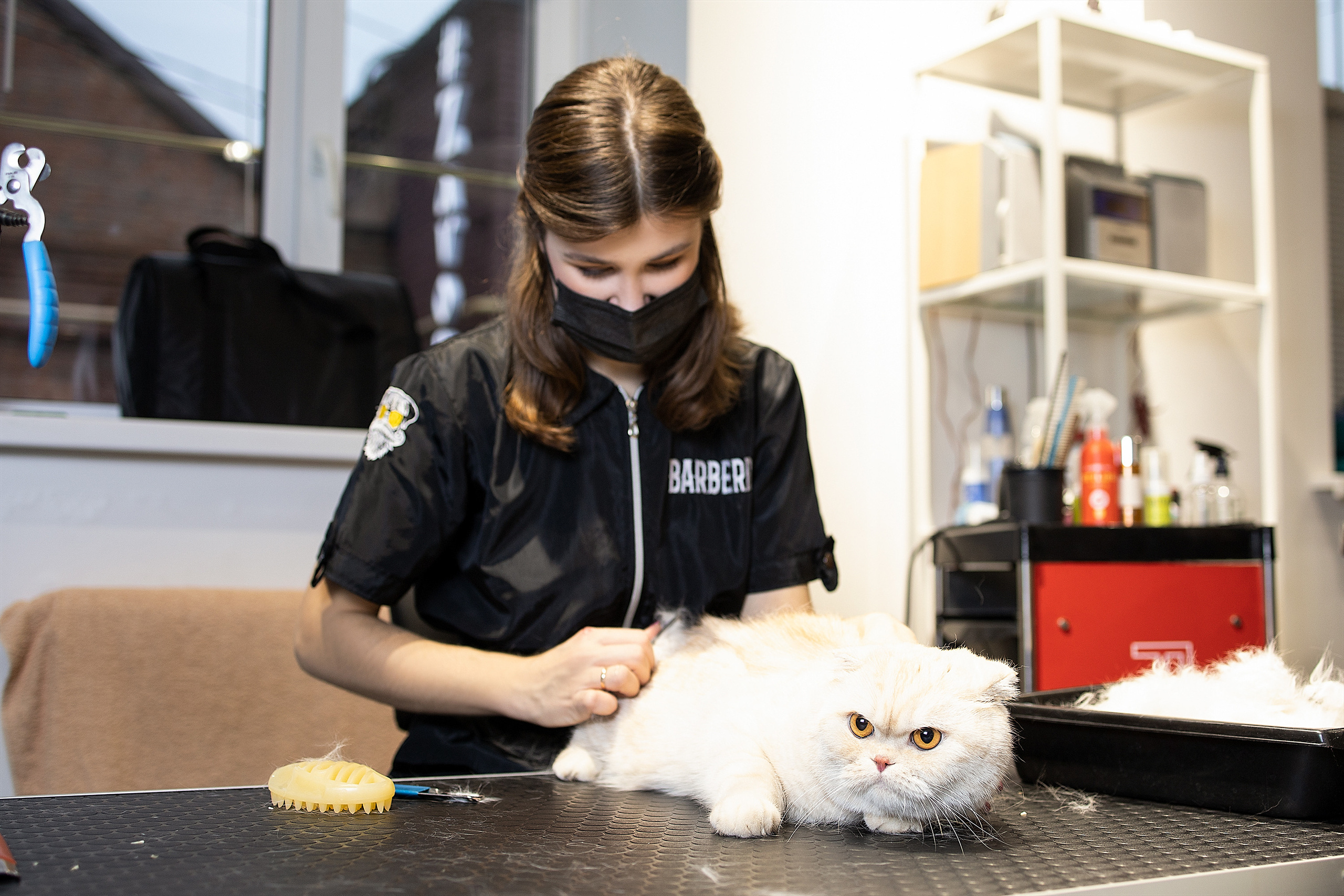 Репортаж из груминг салона. Фотограф. Фотограф-анималист. Москва