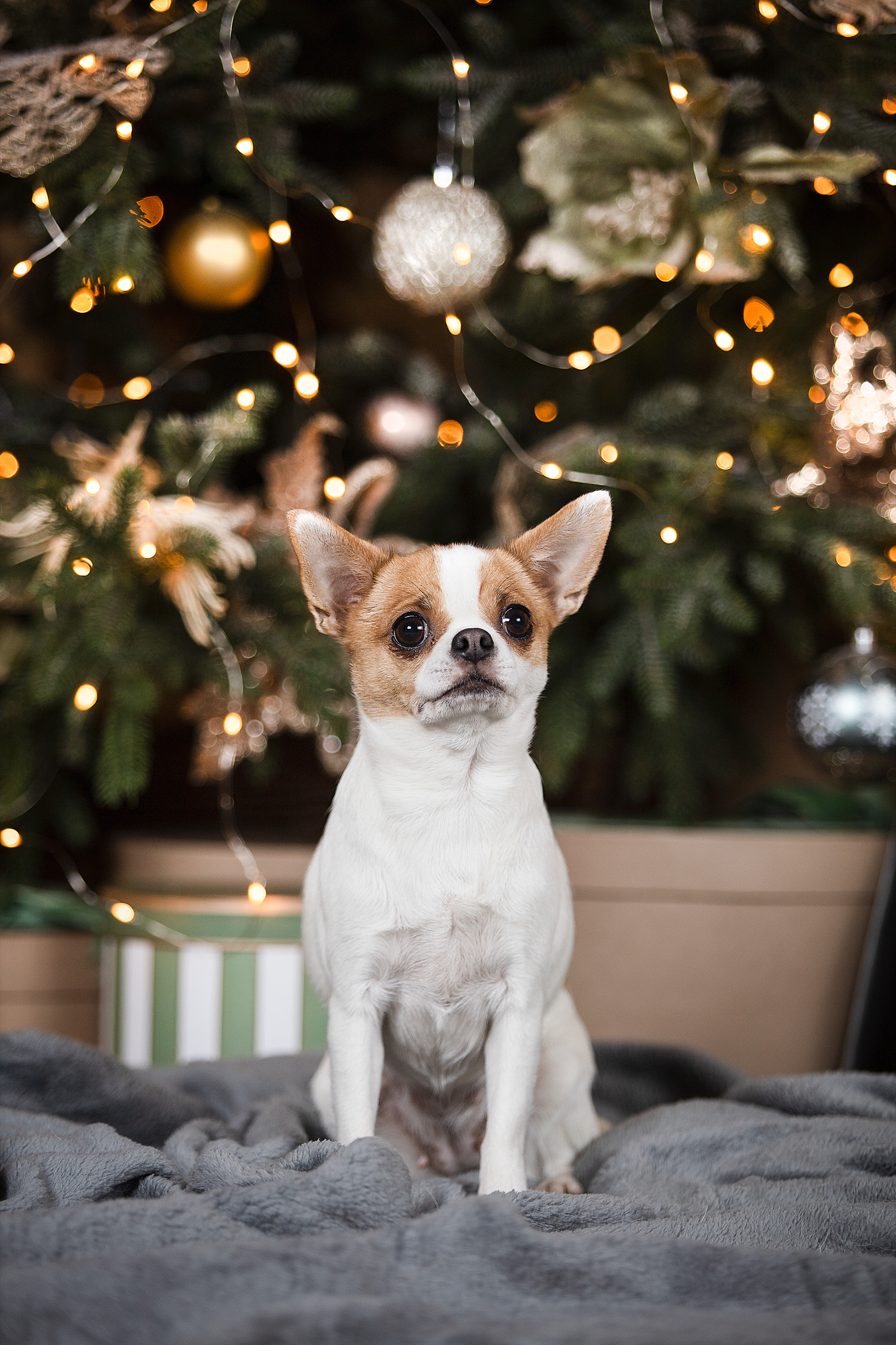 Студийные фотосессии. Фотограф. Фотограф-анималист. Москва