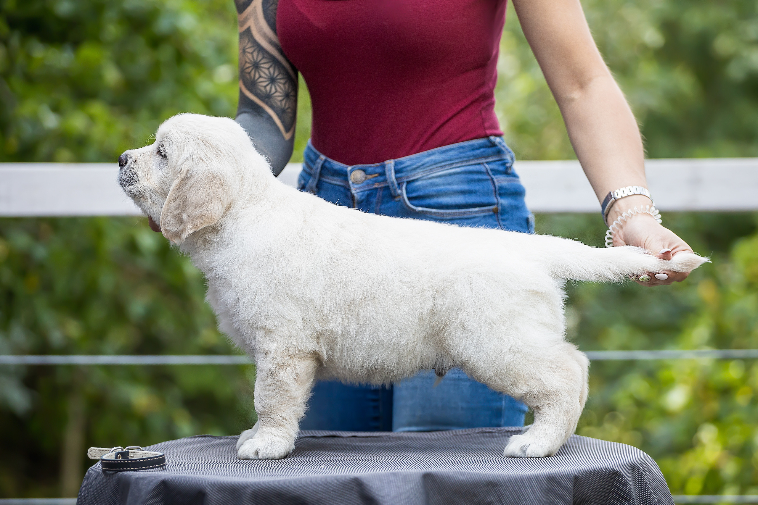 Фотосессии помётов щенков. Фотограф. Фотограф-анималист. Москва