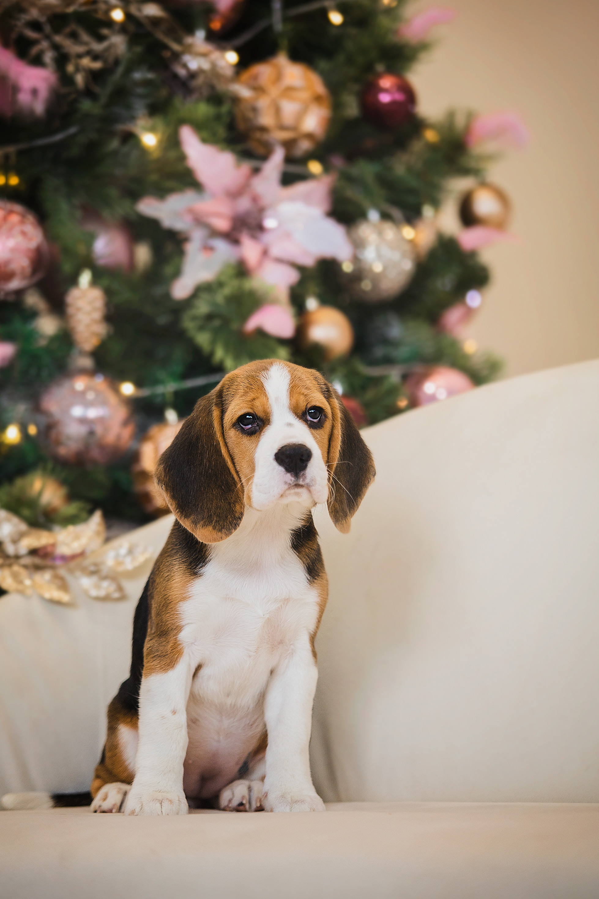 Фотосессии помётов щенков. Фотограф. Фотограф-анималист. Москва