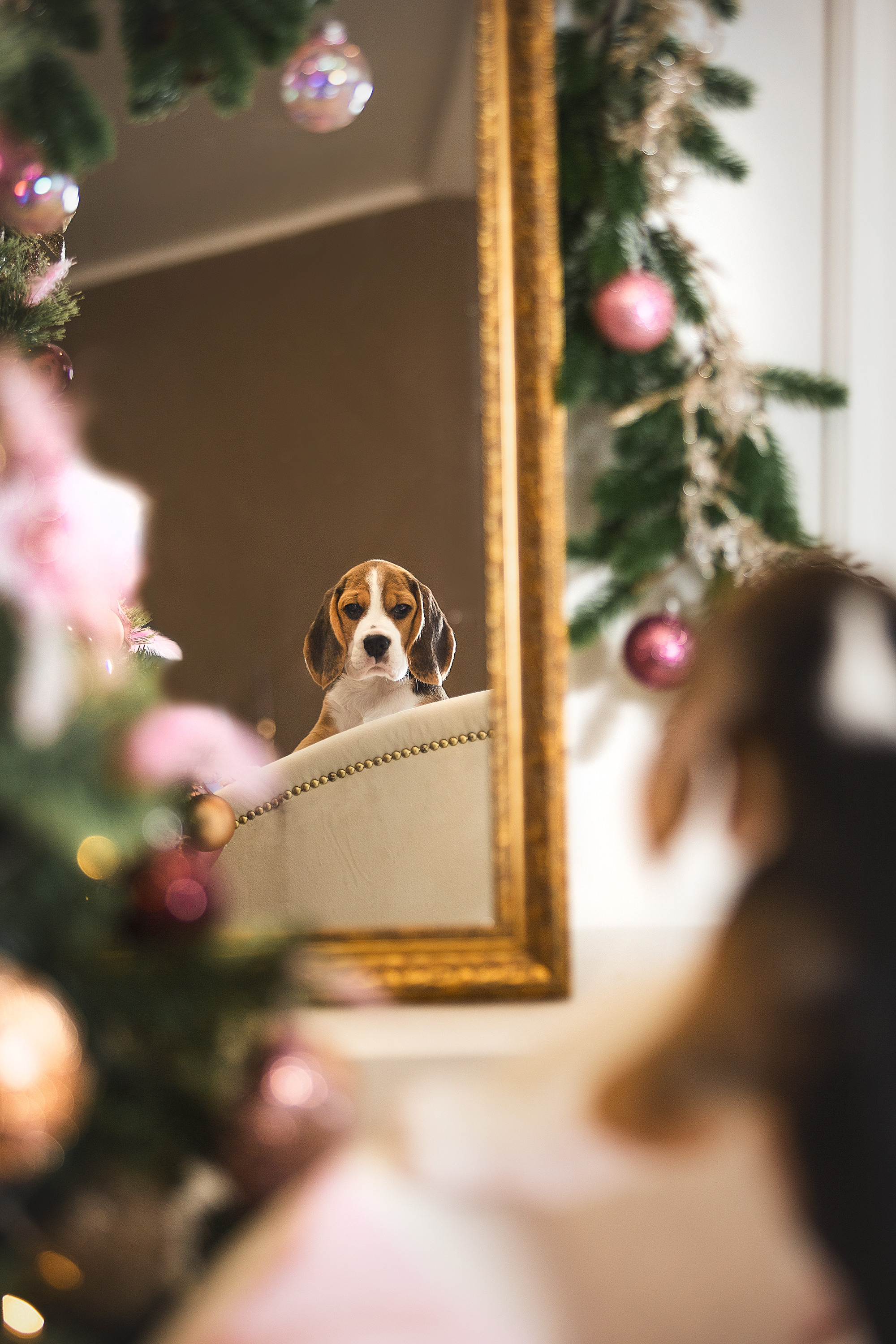Фотосессии помётов щенков. Фотограф. Фотограф-анималист. Москва
