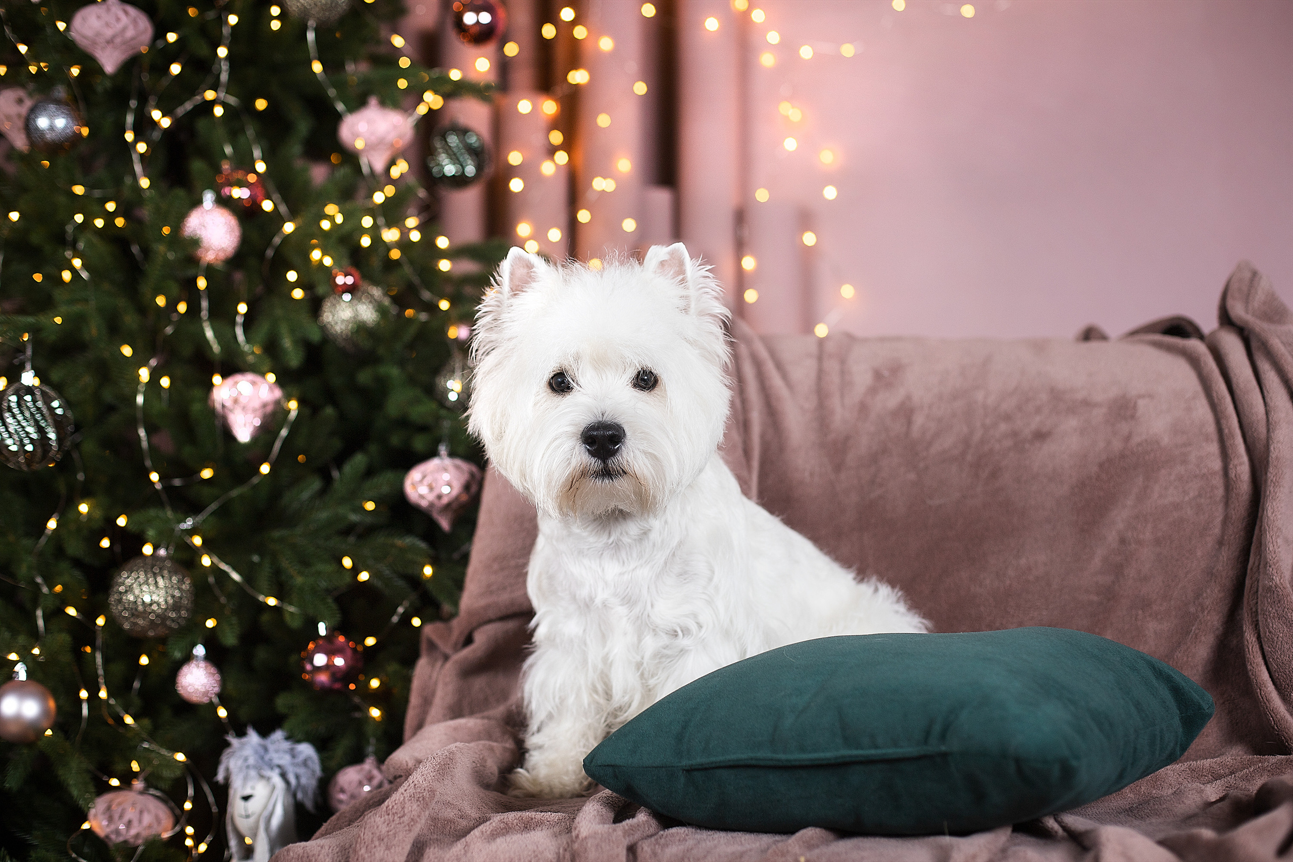 Студийные фотосессии. Фотограф. Фотограф-анималист. Москва