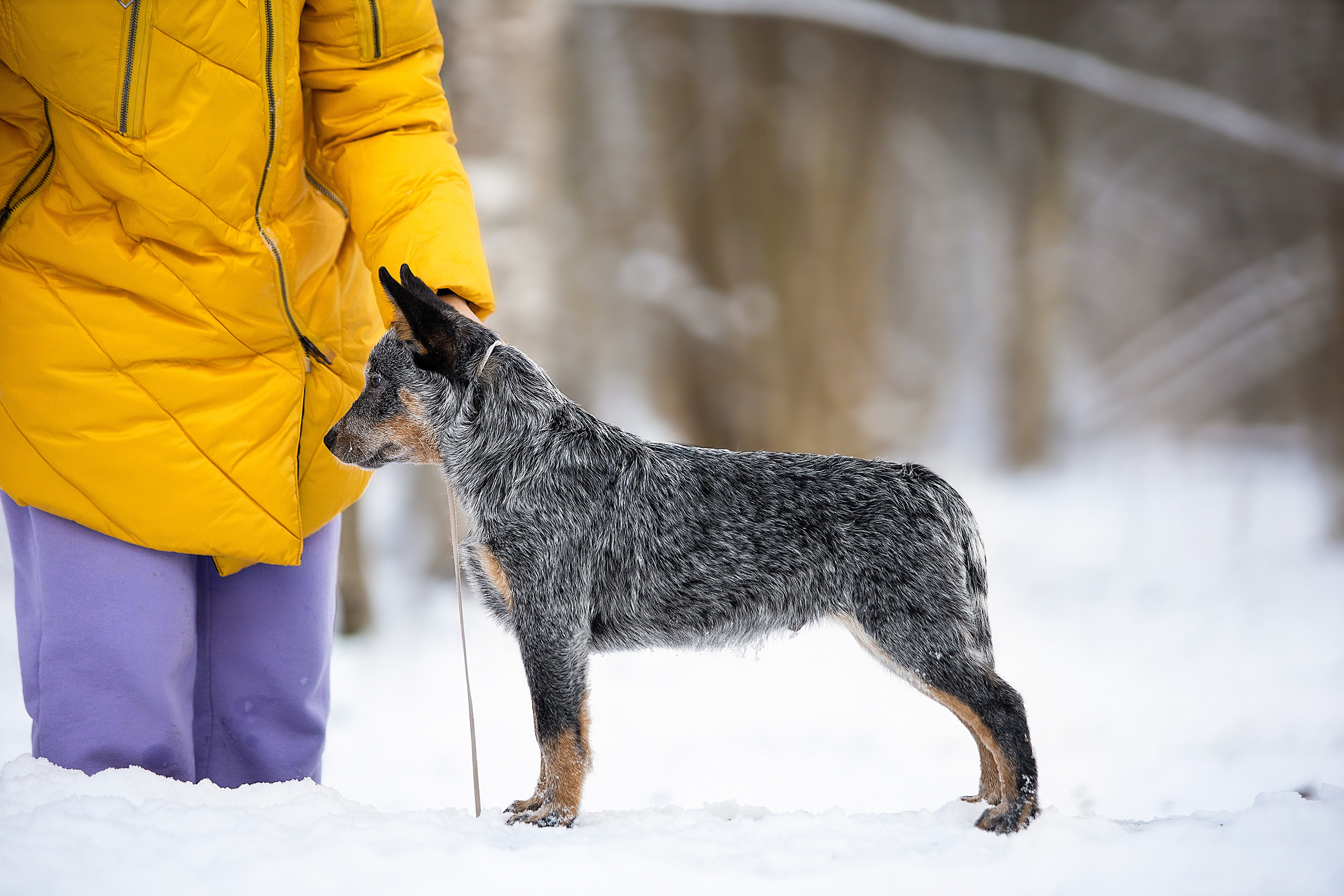 Фотосессии помётов щенков. Фотограф. Фотограф-анималист. Москва