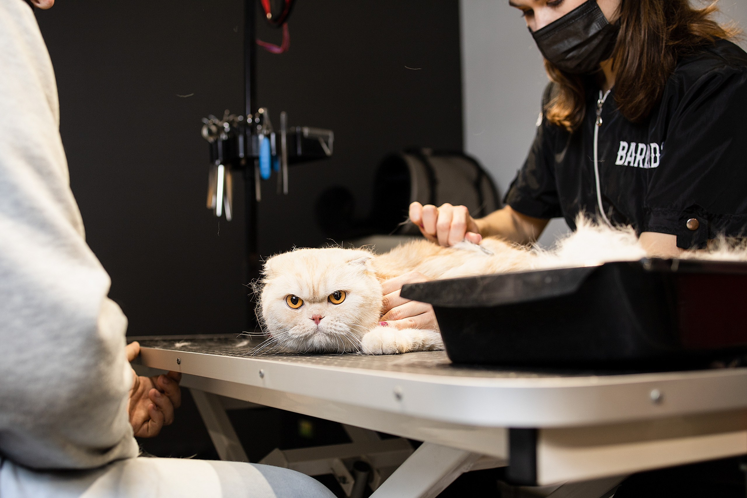 Репортаж из груминг салона. Фотограф. Фотограф-анималист. Москва