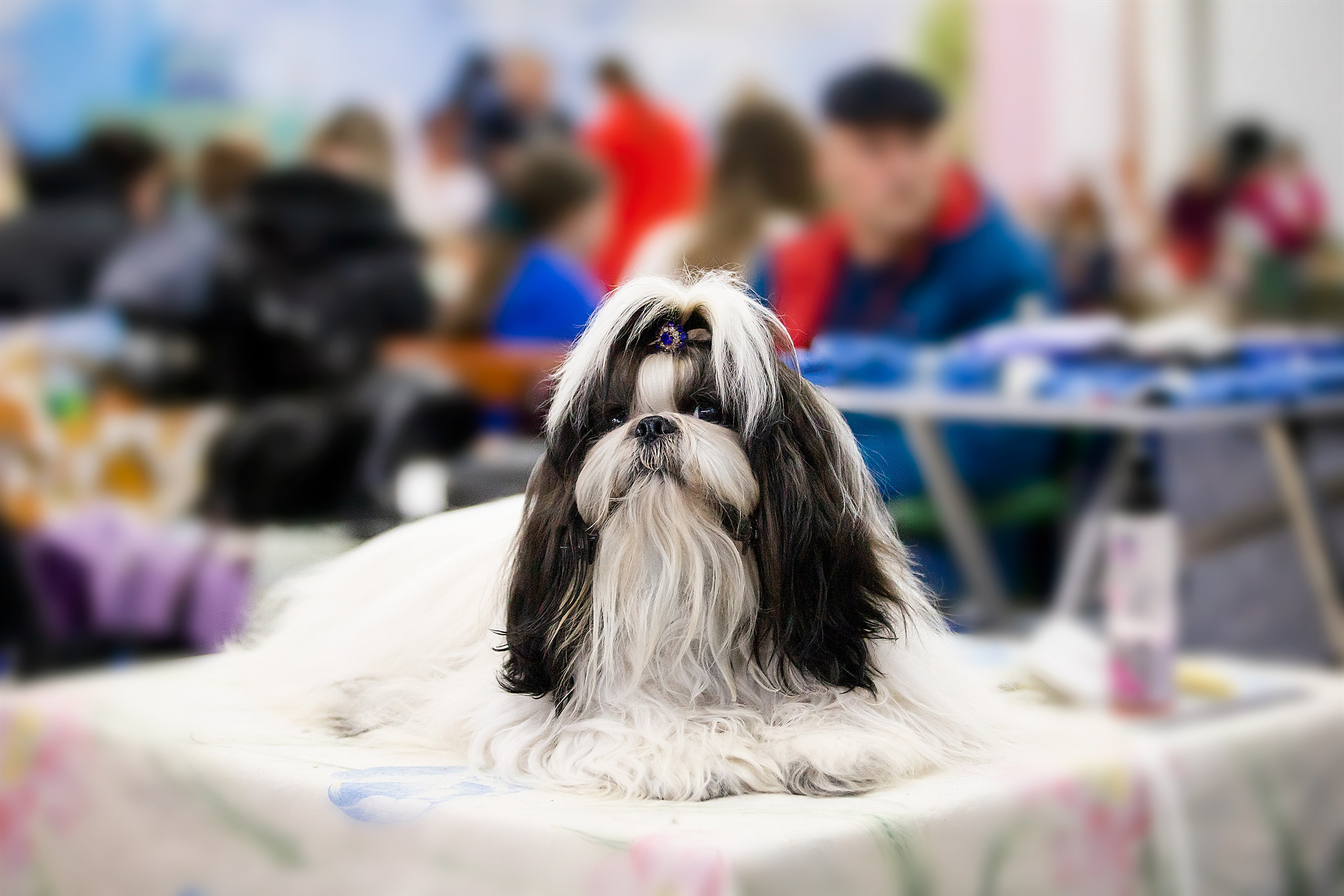 Выставочный репортаж. Фотограф. Фотограф-анималист. Москва