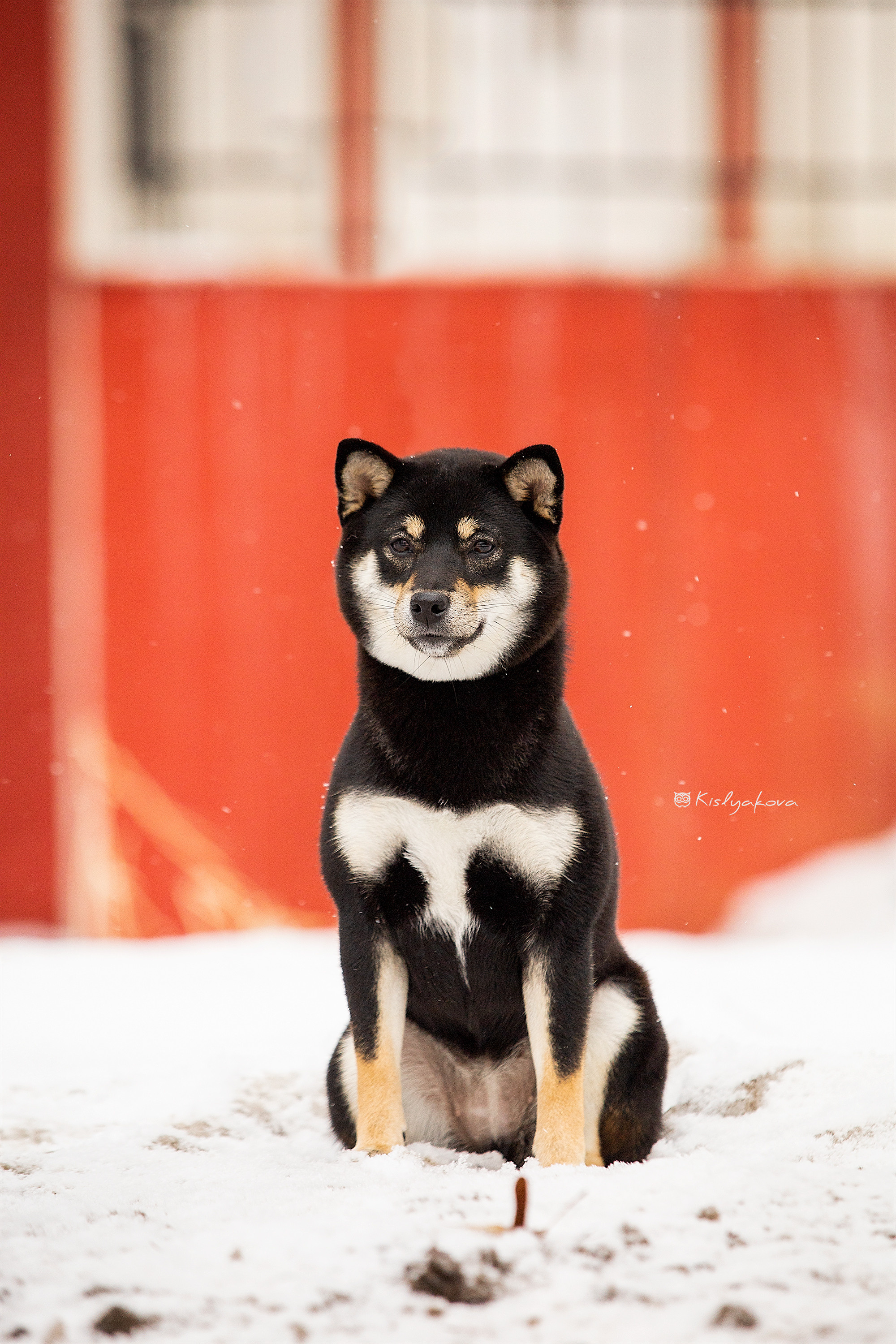 Экстерьерные фотосессии. Фотограф. Фотограф-анималист. Москва