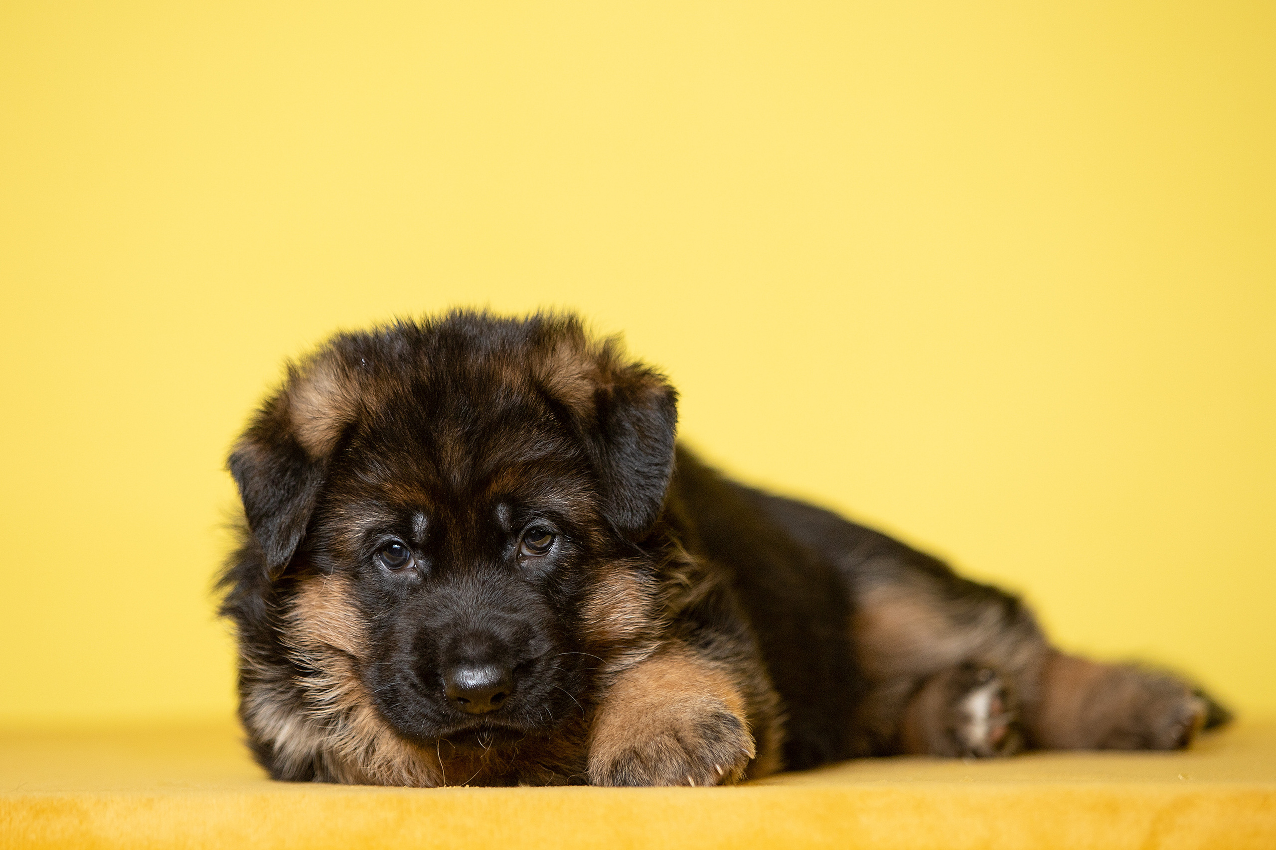 Фотосессии помётов щенков. Фотограф. Фотограф-анималист. Москва