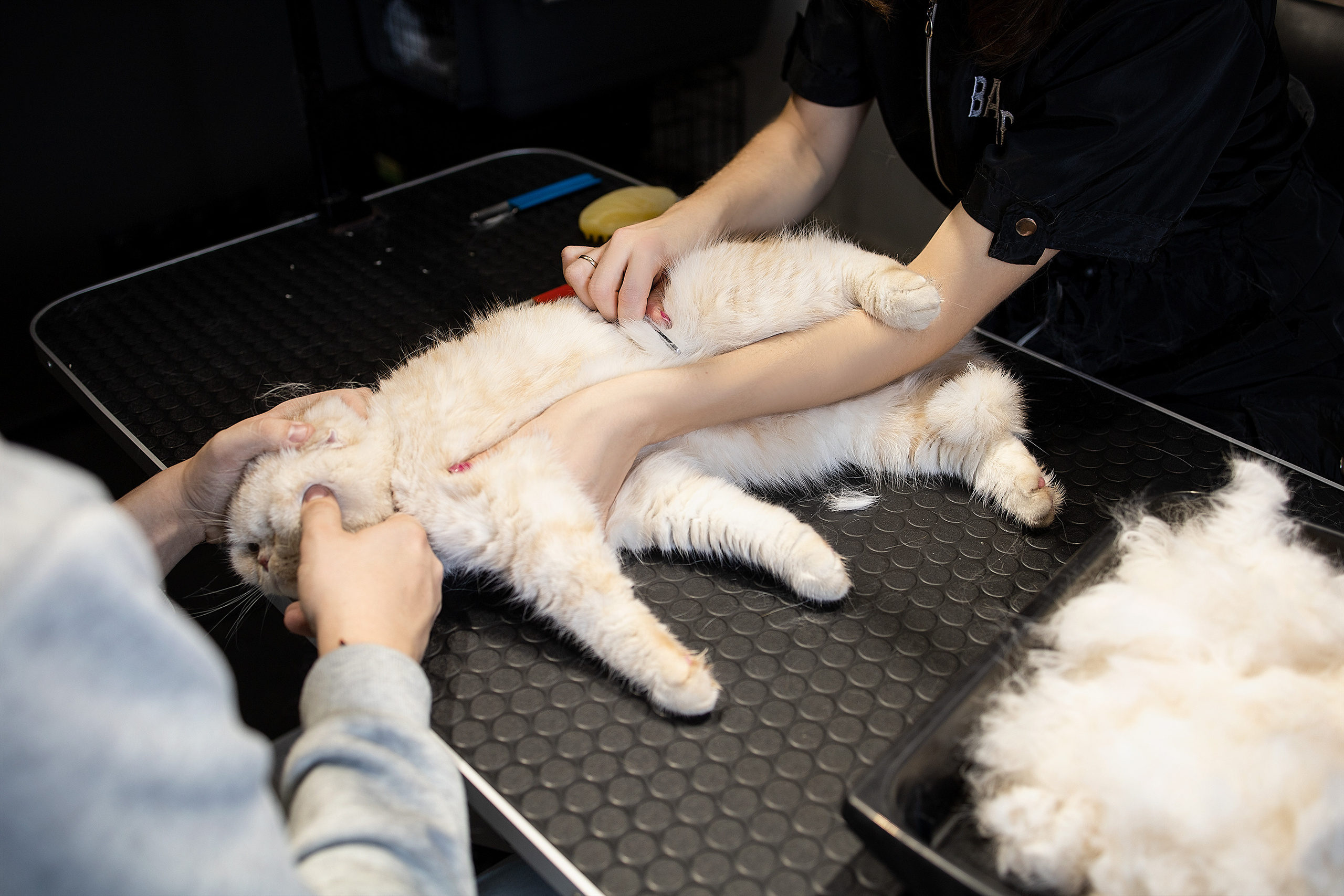 Репортаж из груминг салона. Фотограф. Фотограф-анималист. Москва