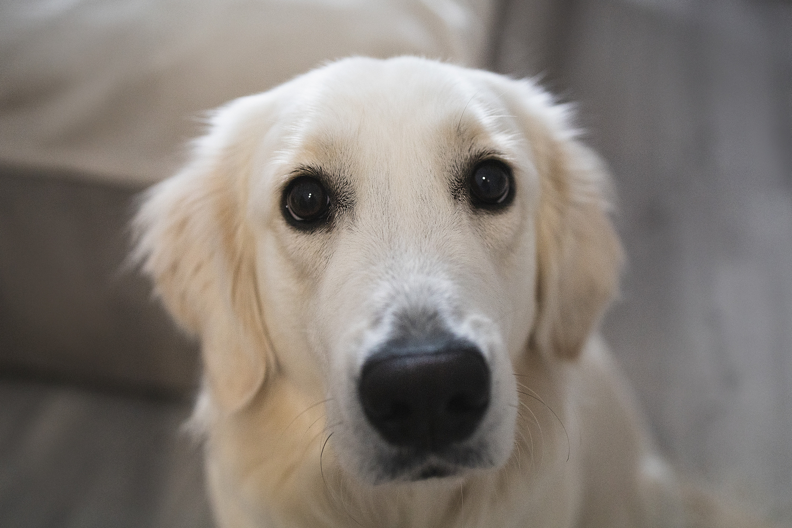 Екатерина и малыш Миша. Фотограф. Фотограф-анималист. Москва