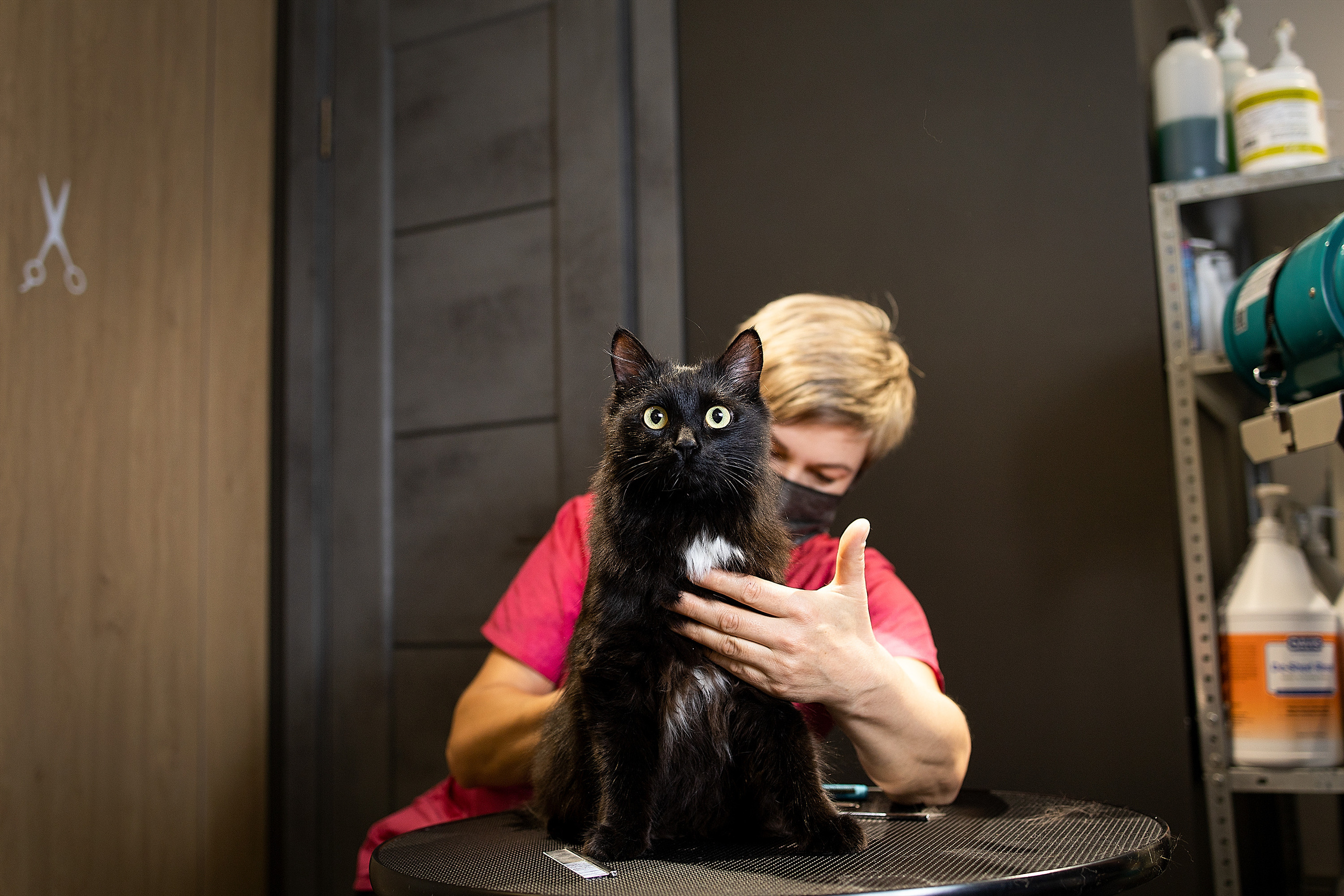 Репортаж из груминг салона. Фотограф. Фотограф-анималист. Москва