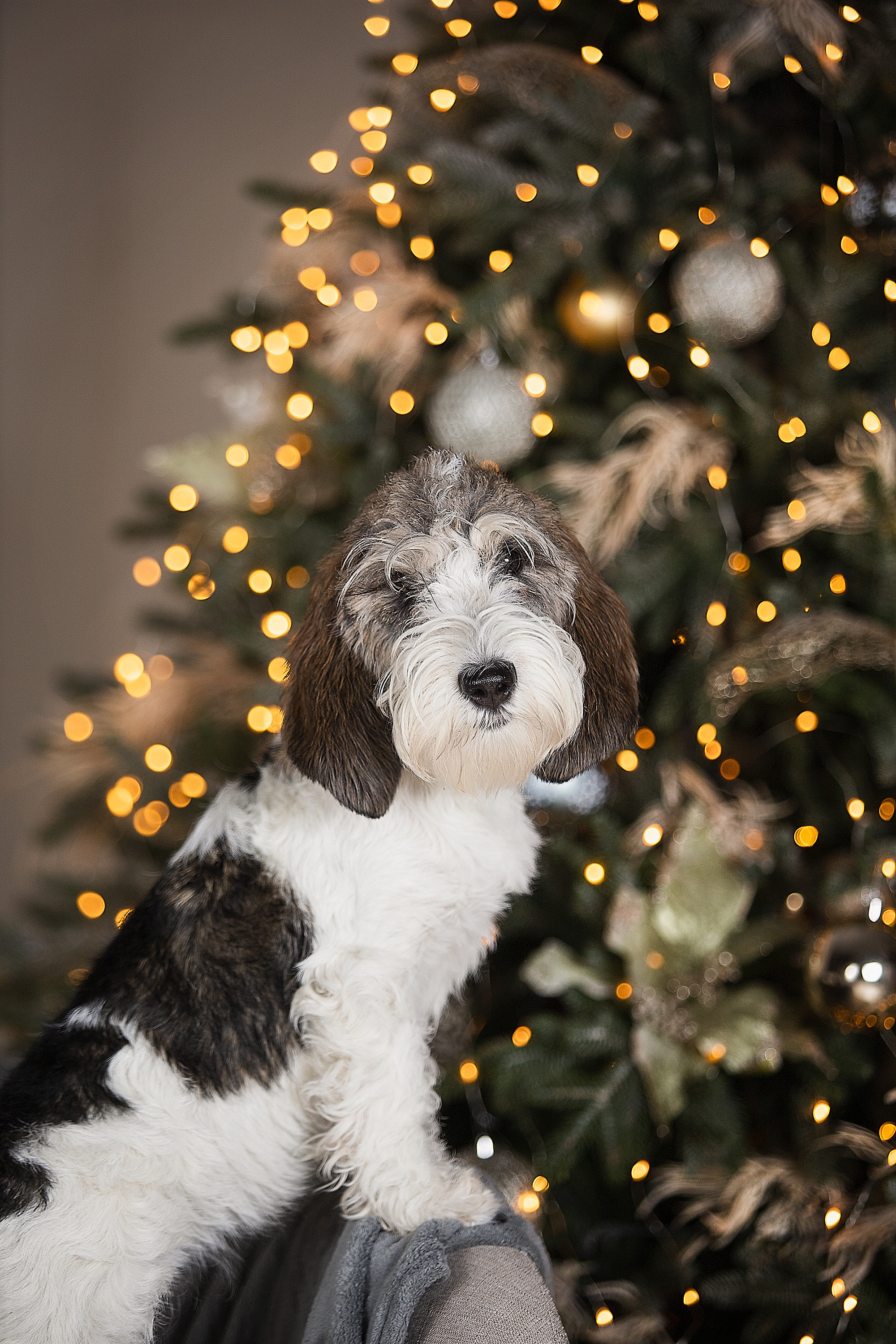 Студийные фотосессии. Фотограф. Фотограф-анималист. Москва