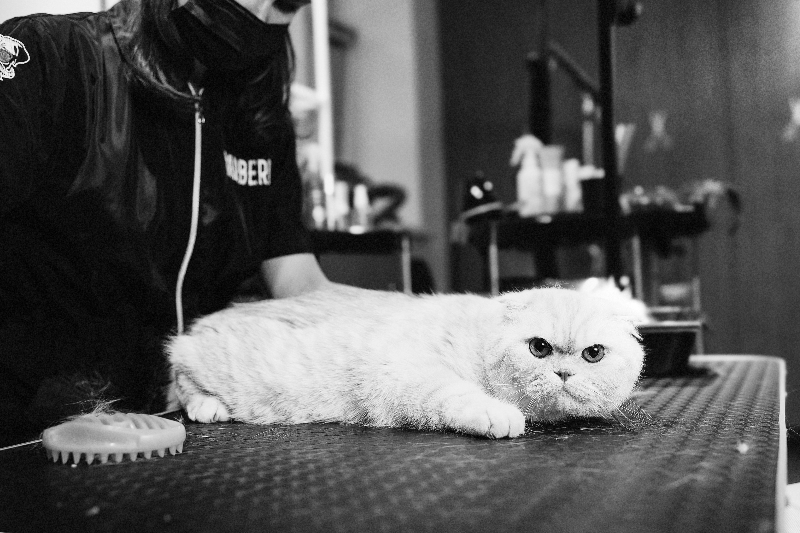 Репортаж из груминг салона. Фотограф. Фотограф-анималист. Москва