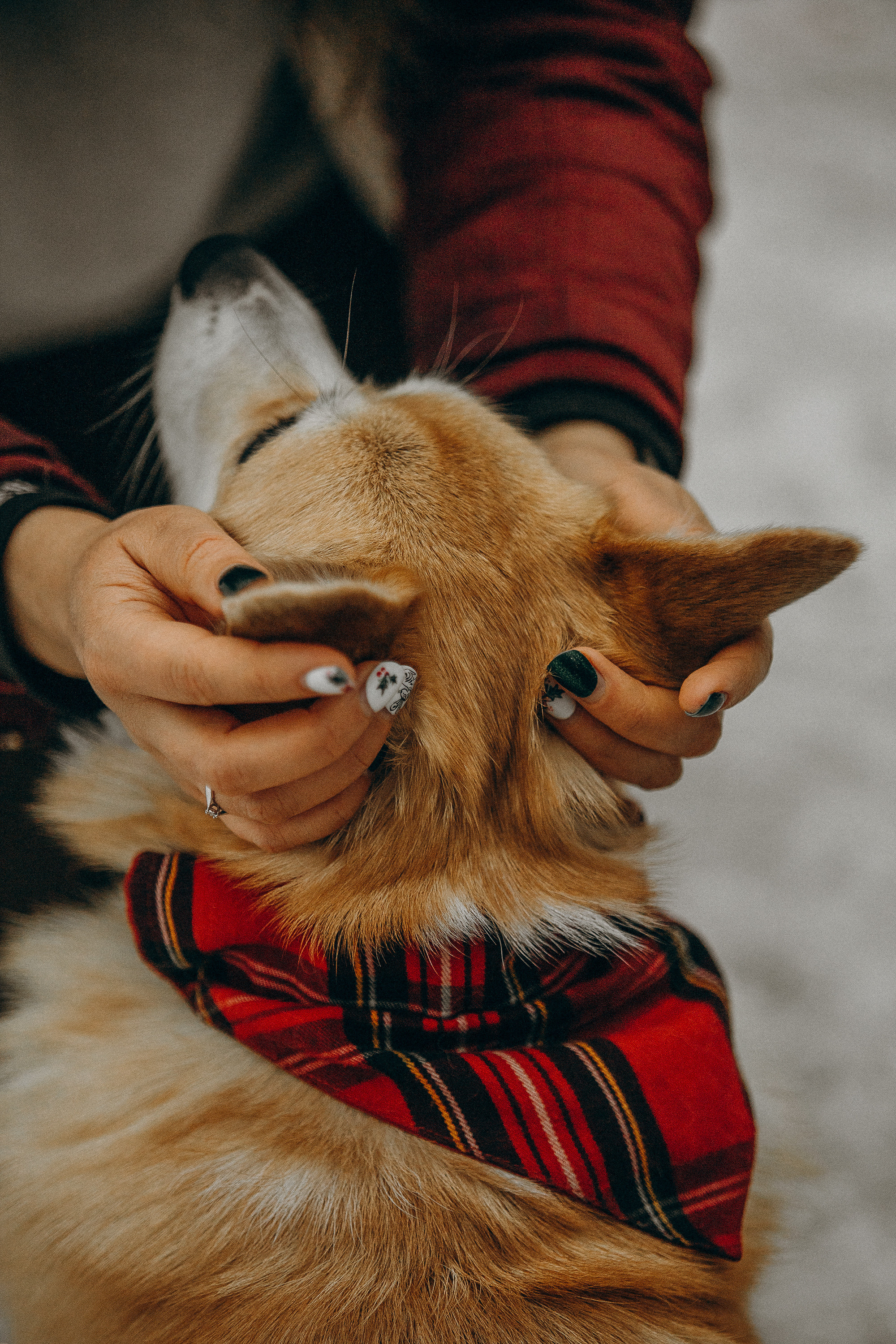 Фотограф. Фотограф-анималист. Москва