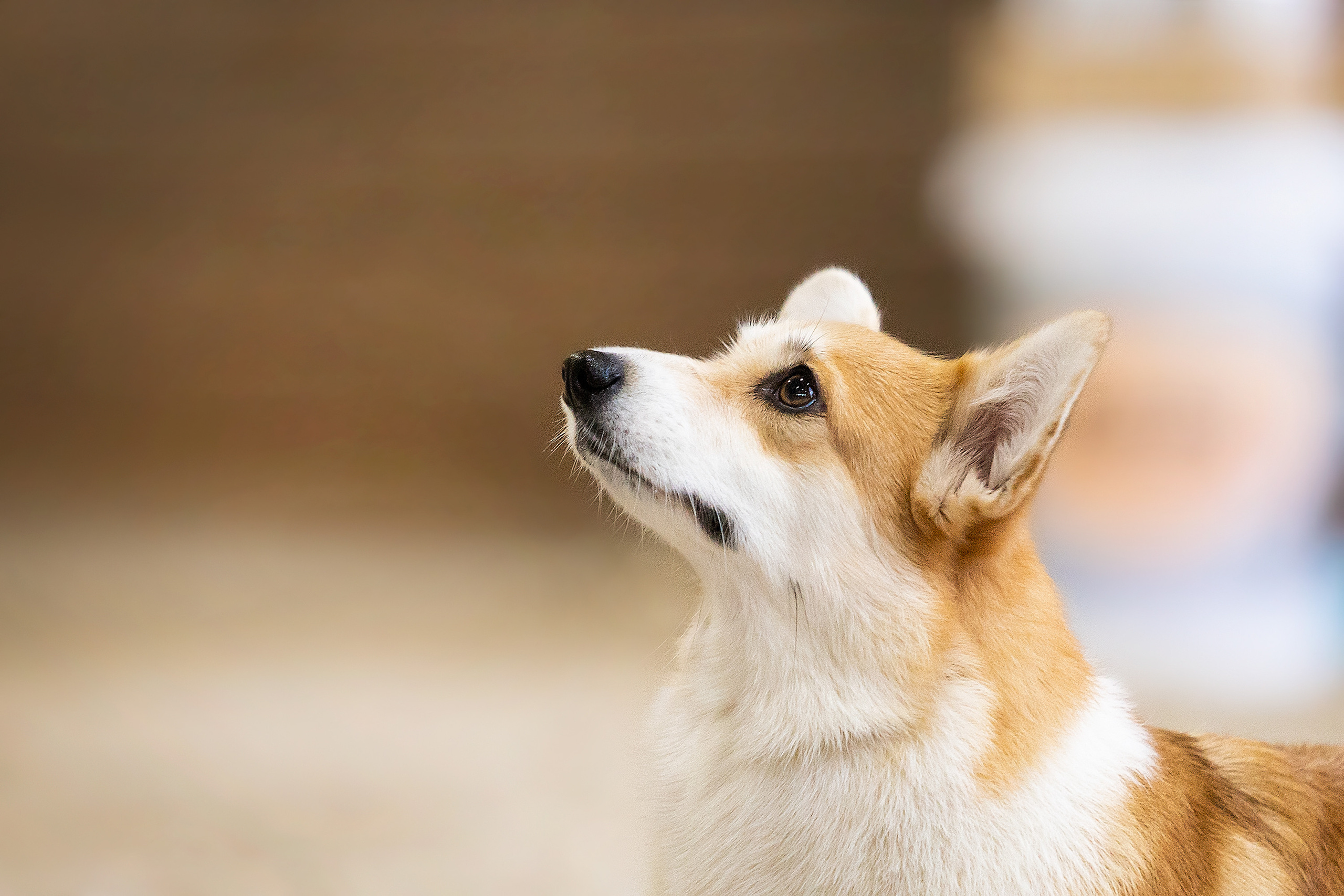 Выставочный репортаж. Фотограф. Фотограф-анималист. Москва
