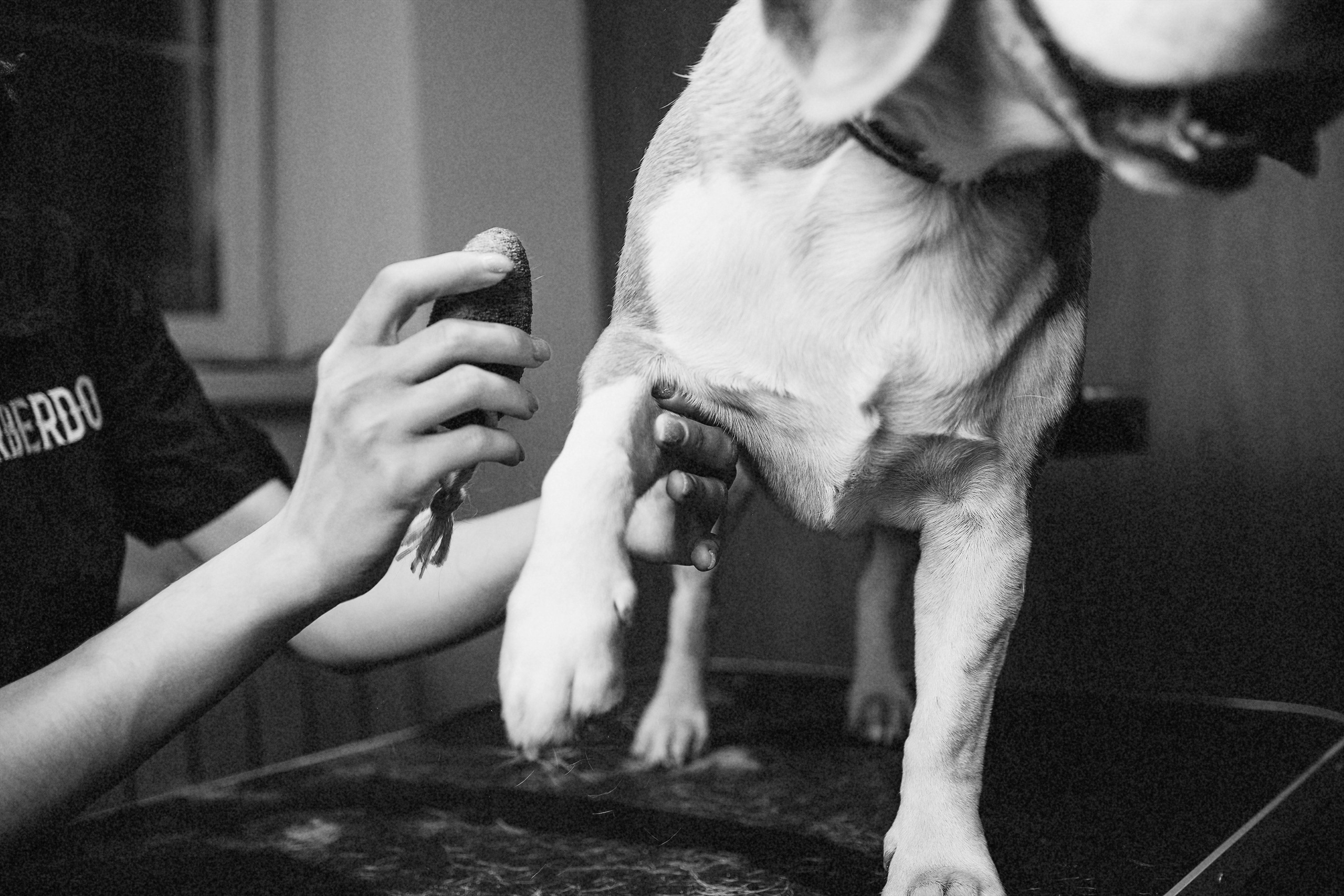 Репортаж из груминг салона. Фотограф. Фотограф-анималист. Москва